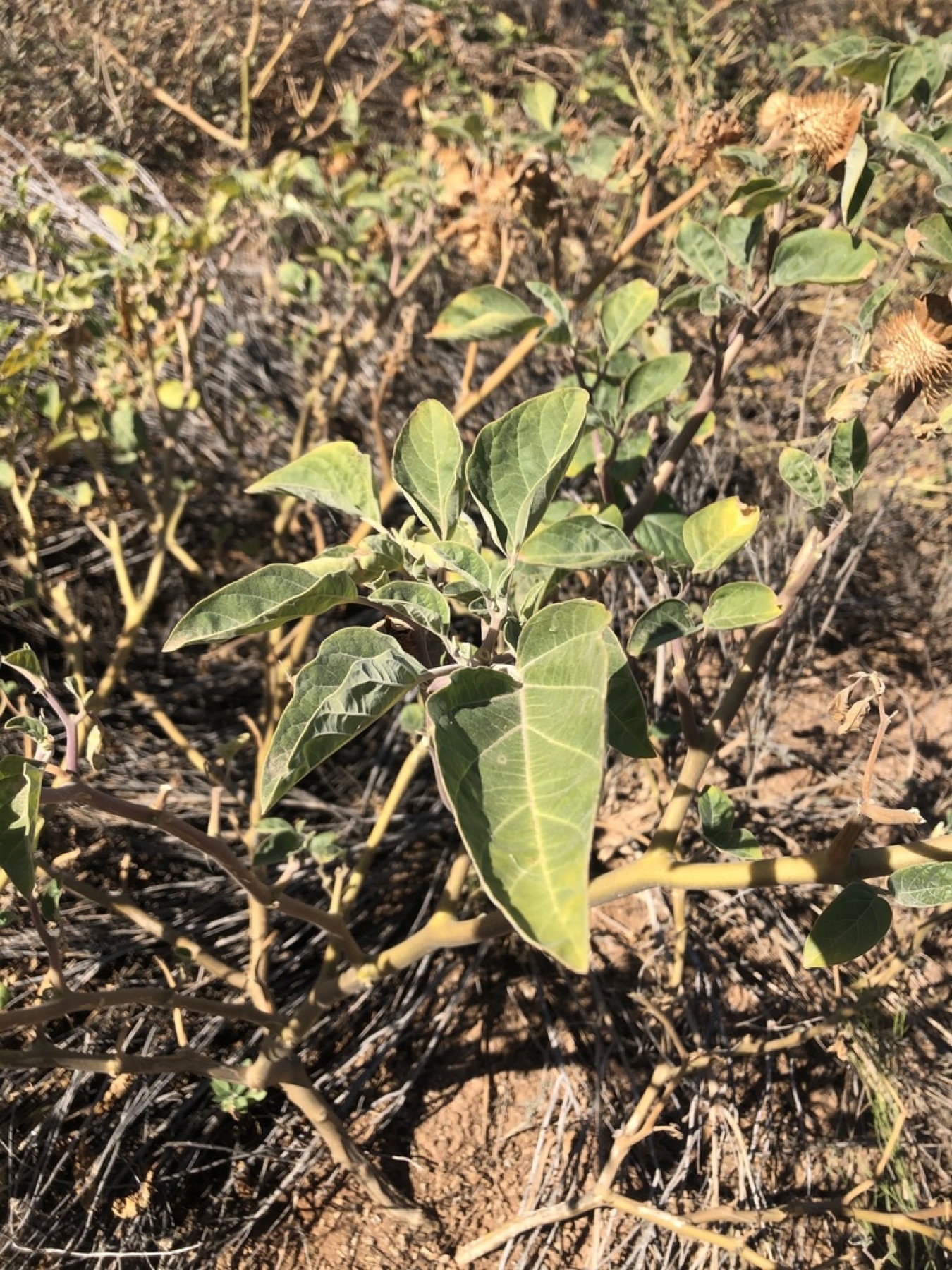 Sacred Datura — photo 14