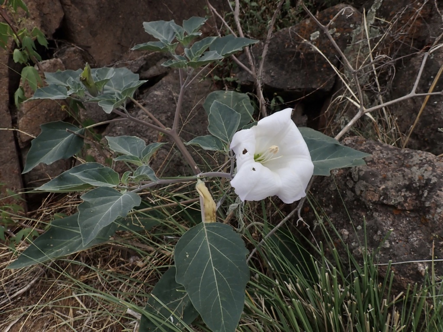 Sacred Datura — photo 15