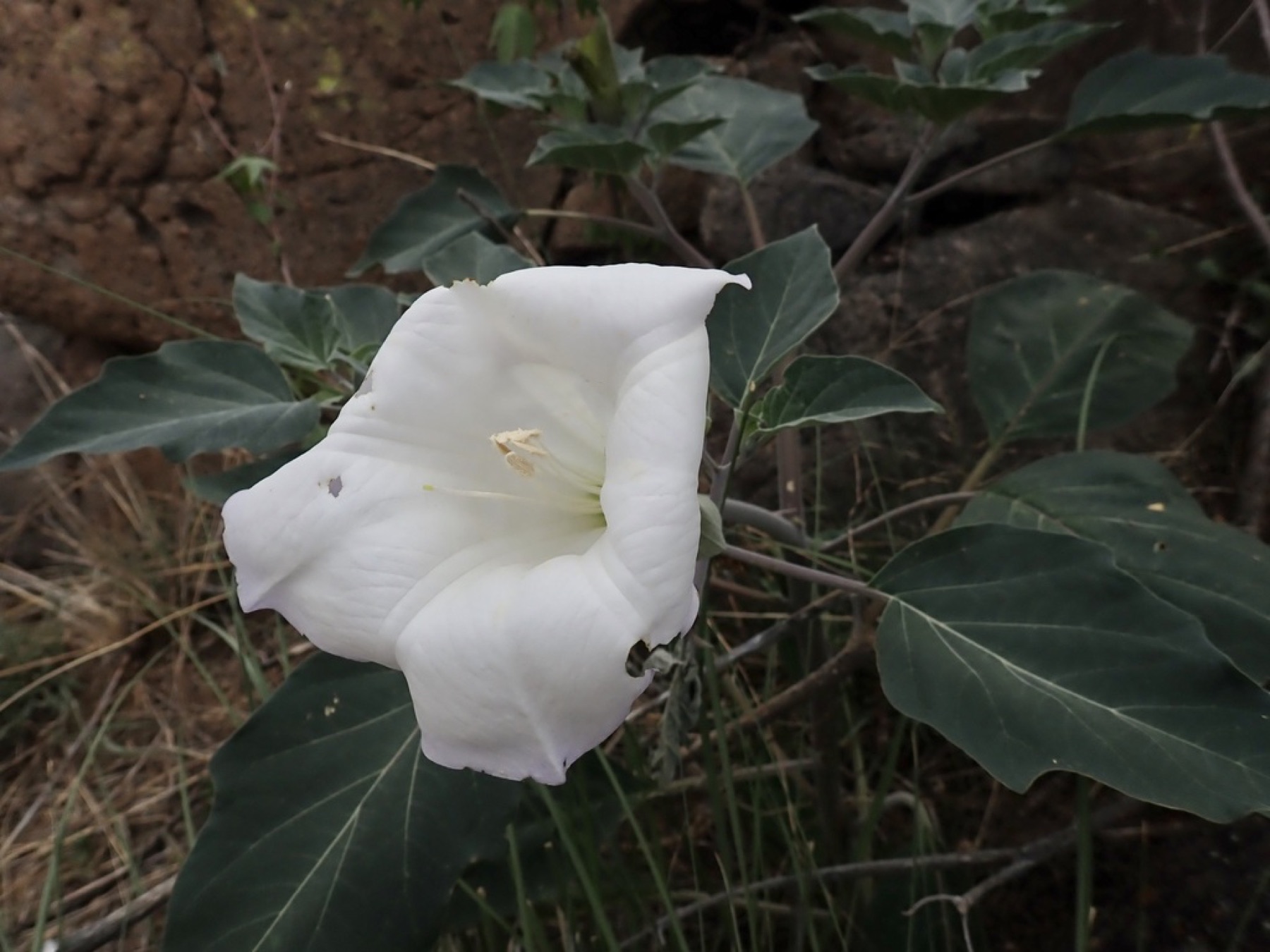Sacred Datura — photo 16