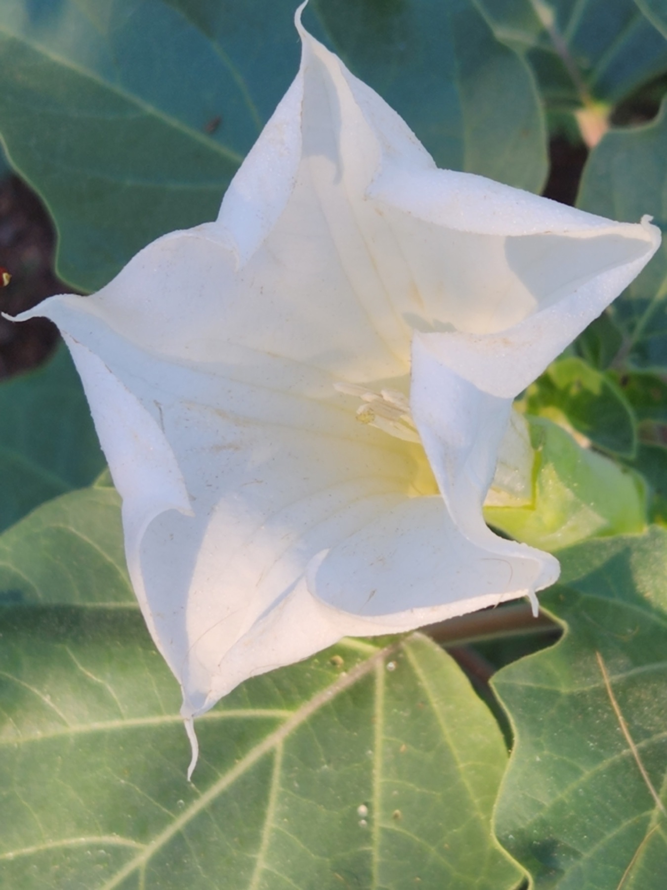 Sacred Datura — photo 17