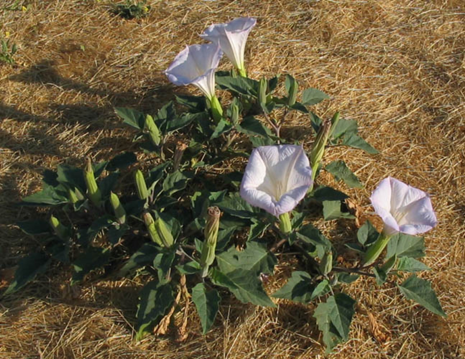 Sacred Datura — photo 18