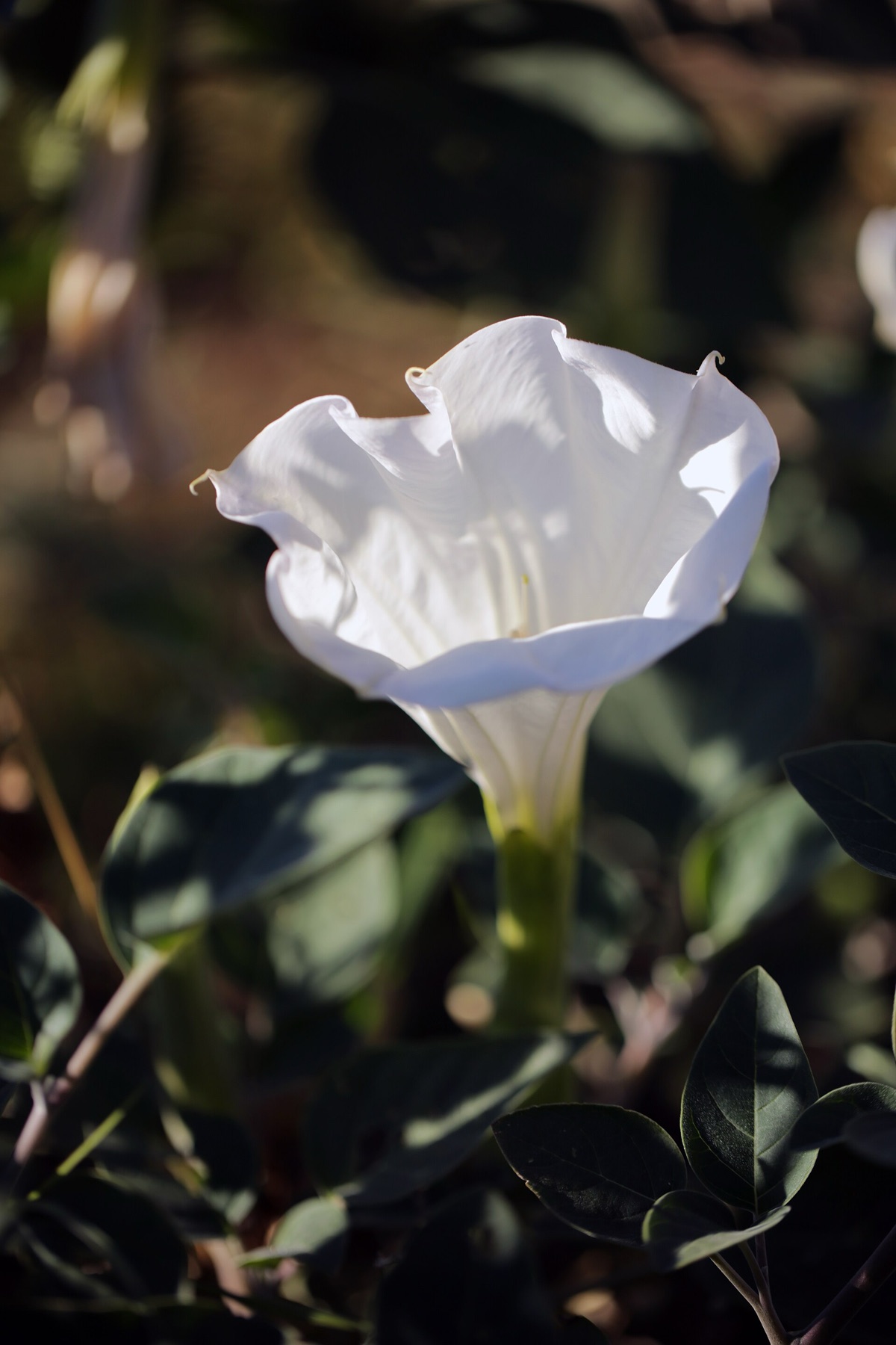 Sacred Datura — photo 19