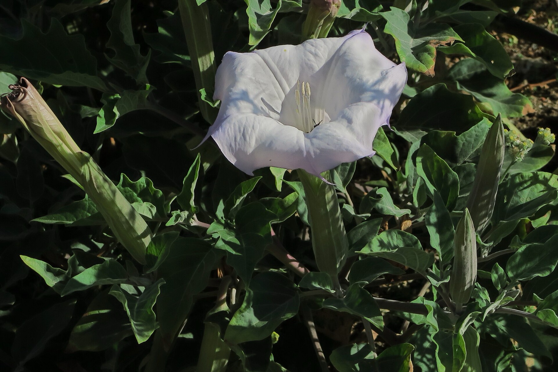 Sacred Datura — photo 20