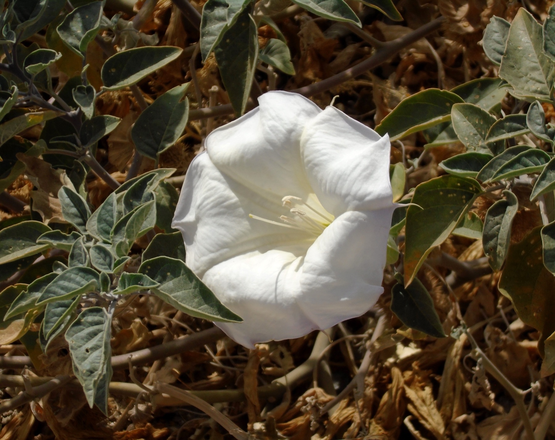 Sacred Datura — photo 21