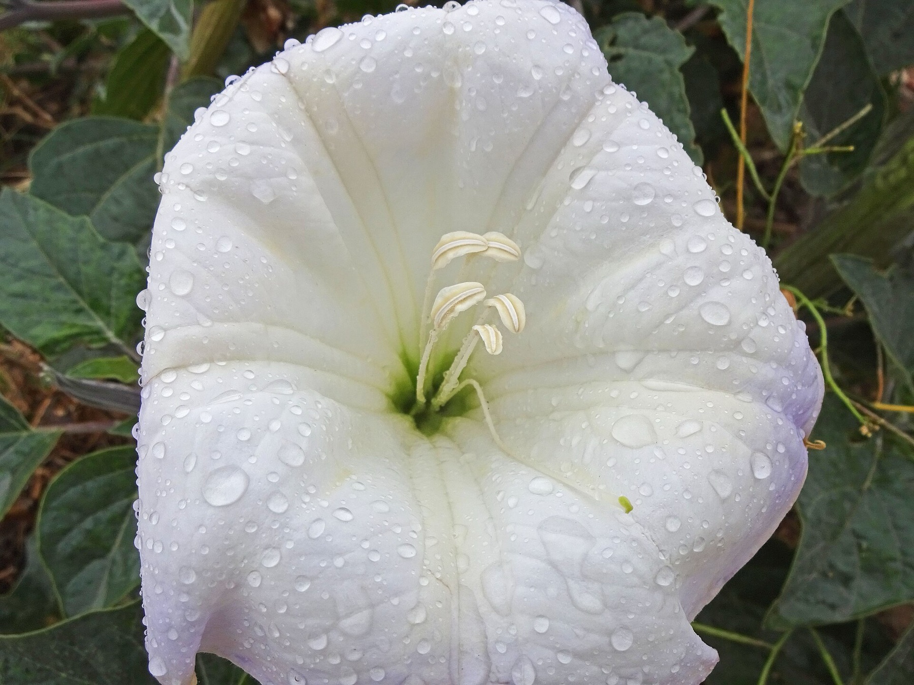 Sacred Datura — photo 22