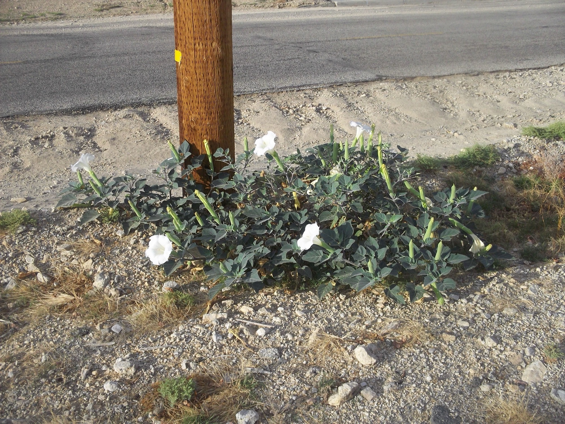 Sacred Datura — photo 23