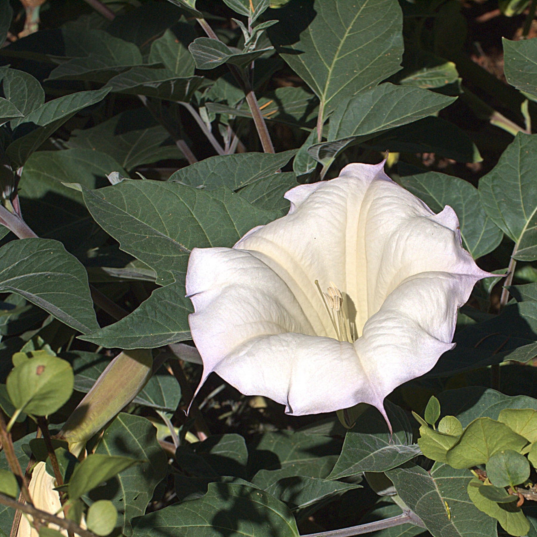 Sacred Datura — photo 24
