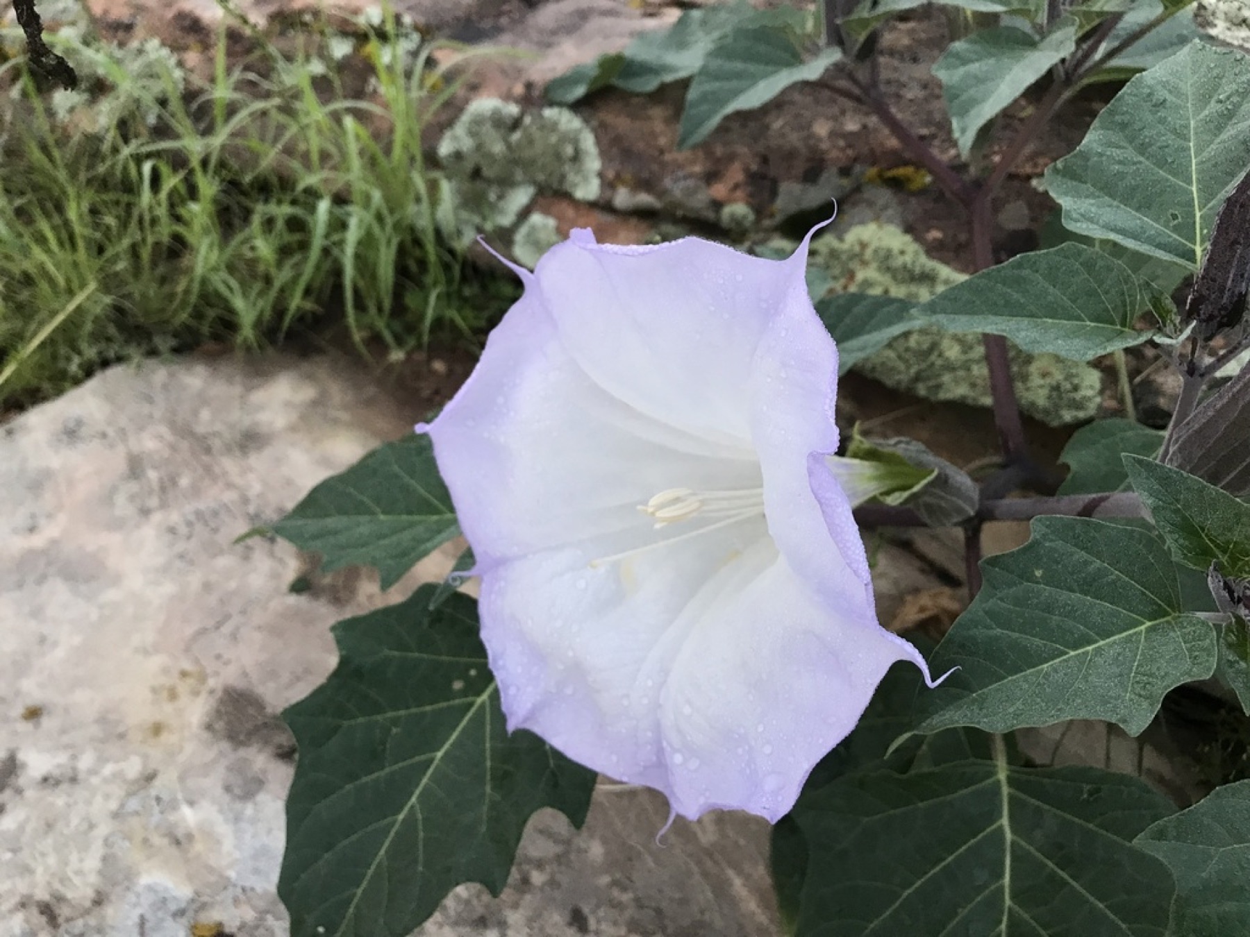 Sacred Datura