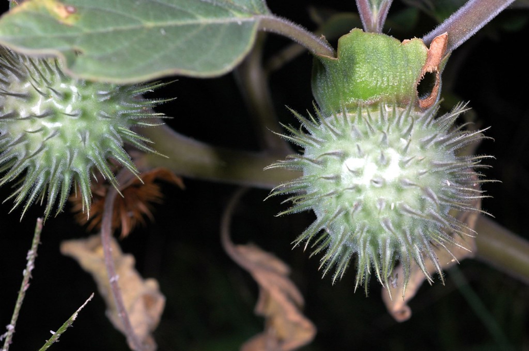 Sacred Datura — photo 2