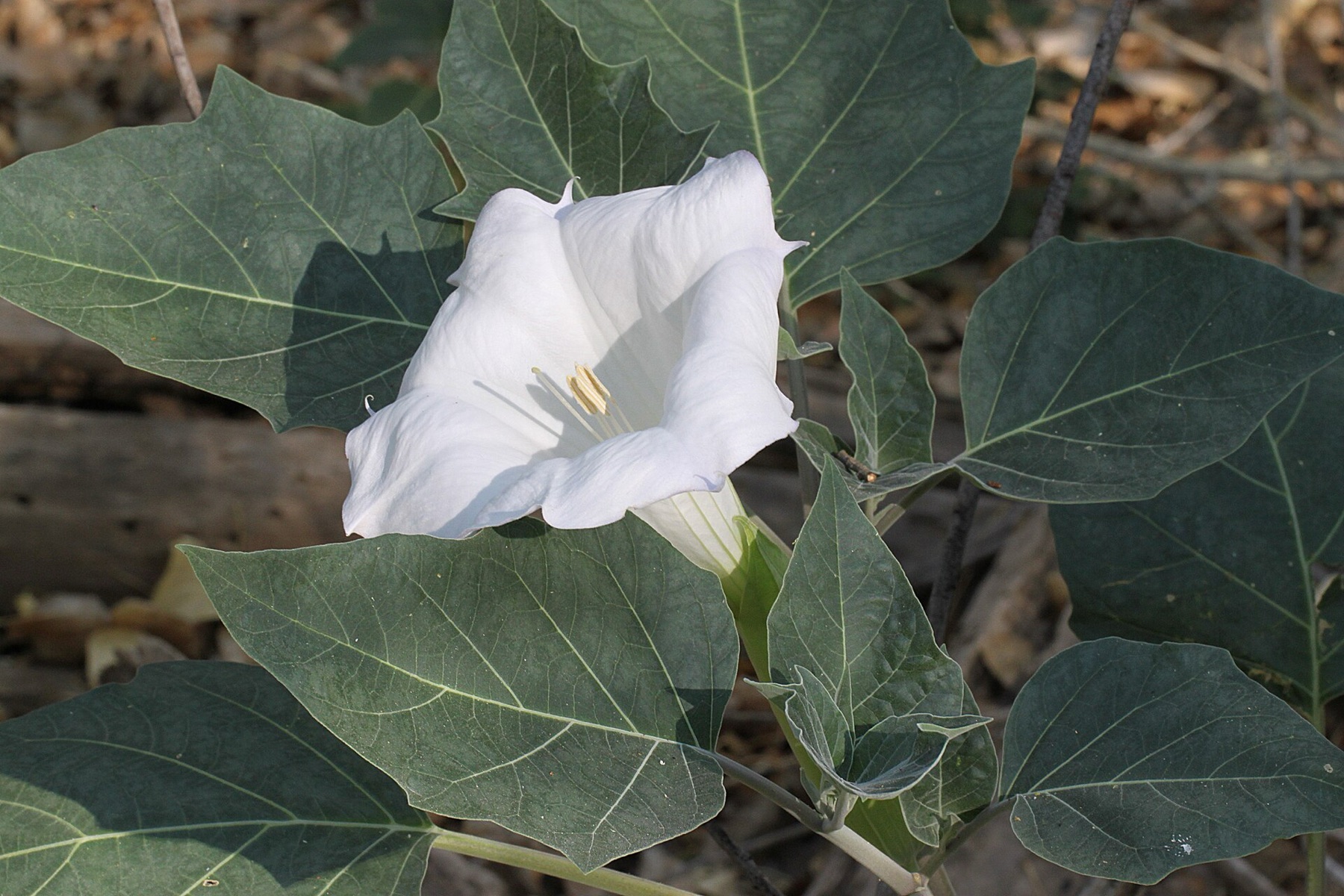 Sacred Datura — photo 3