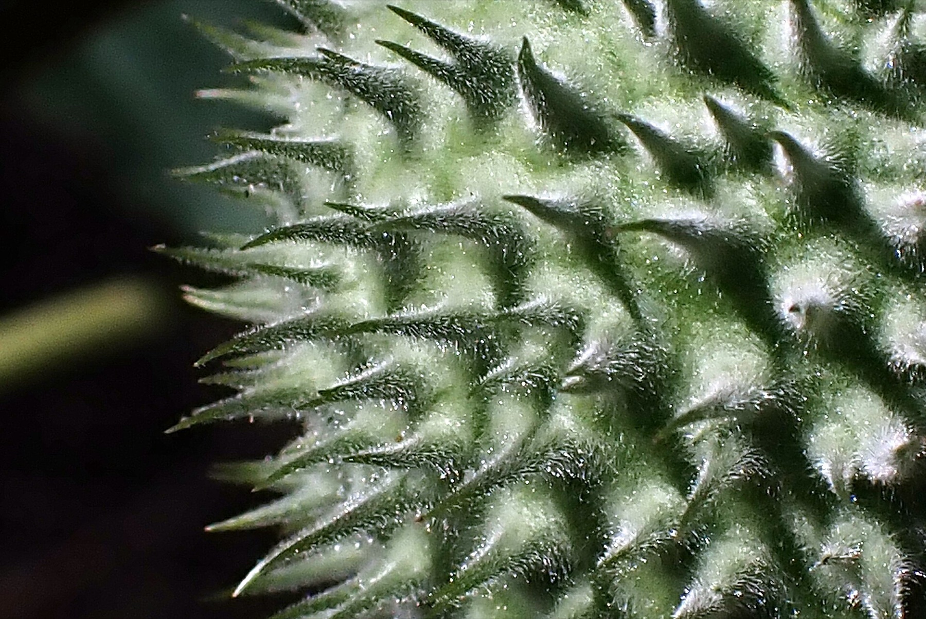 Sacred Datura — photo 4