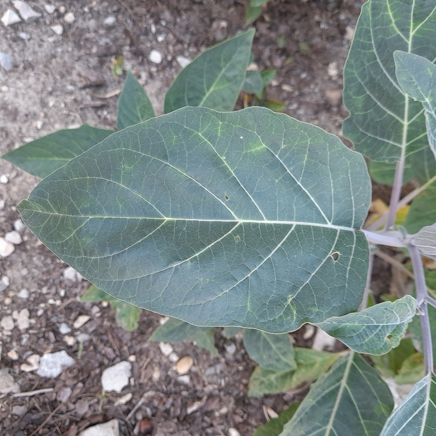 Sacred Datura — photo 5