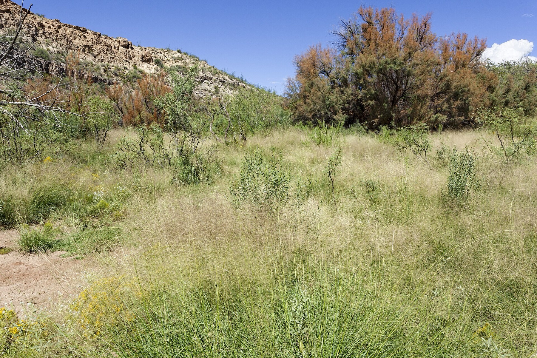 Saltcedar — photo 6
