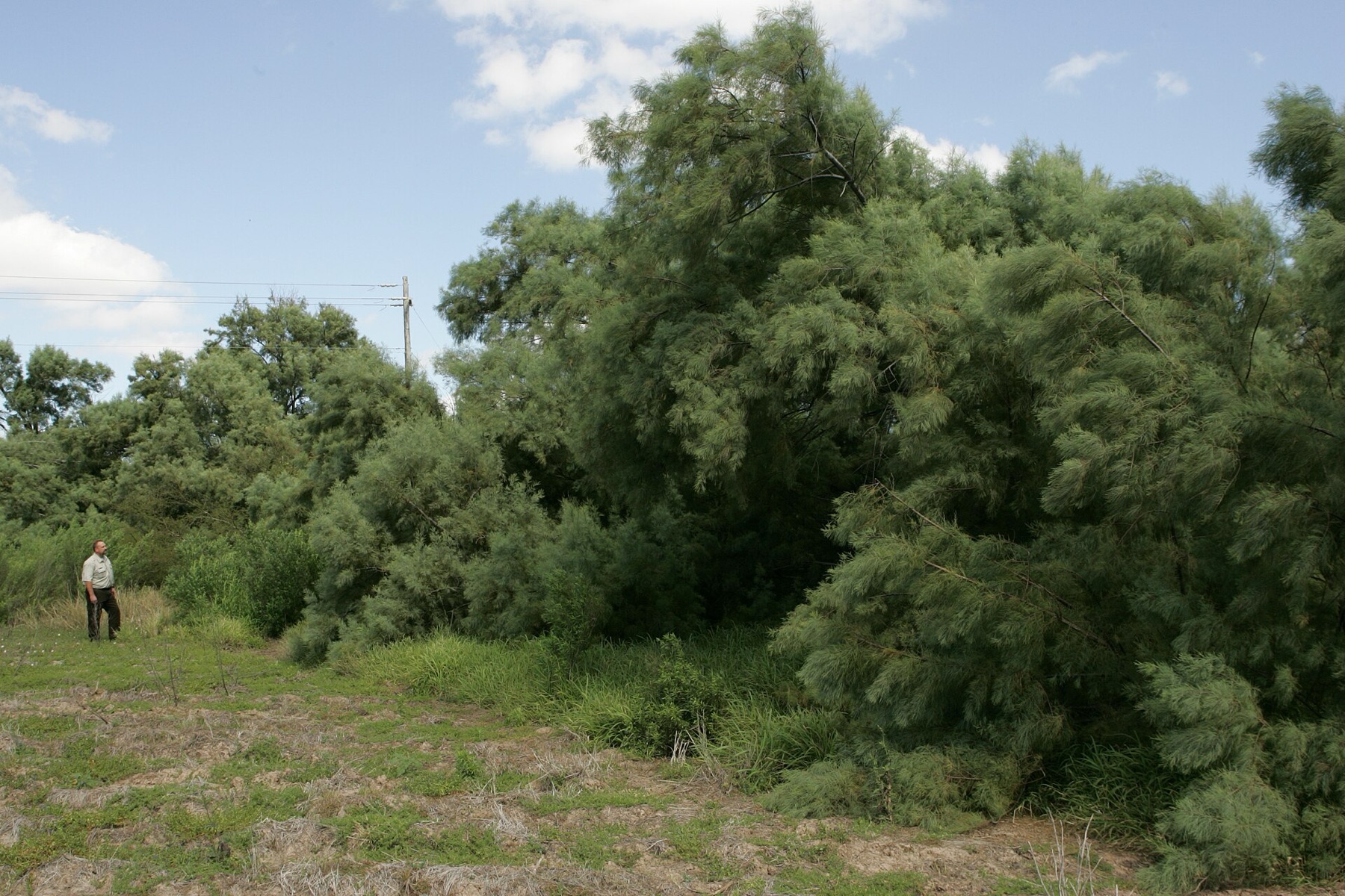 Saltcedar — photo 7