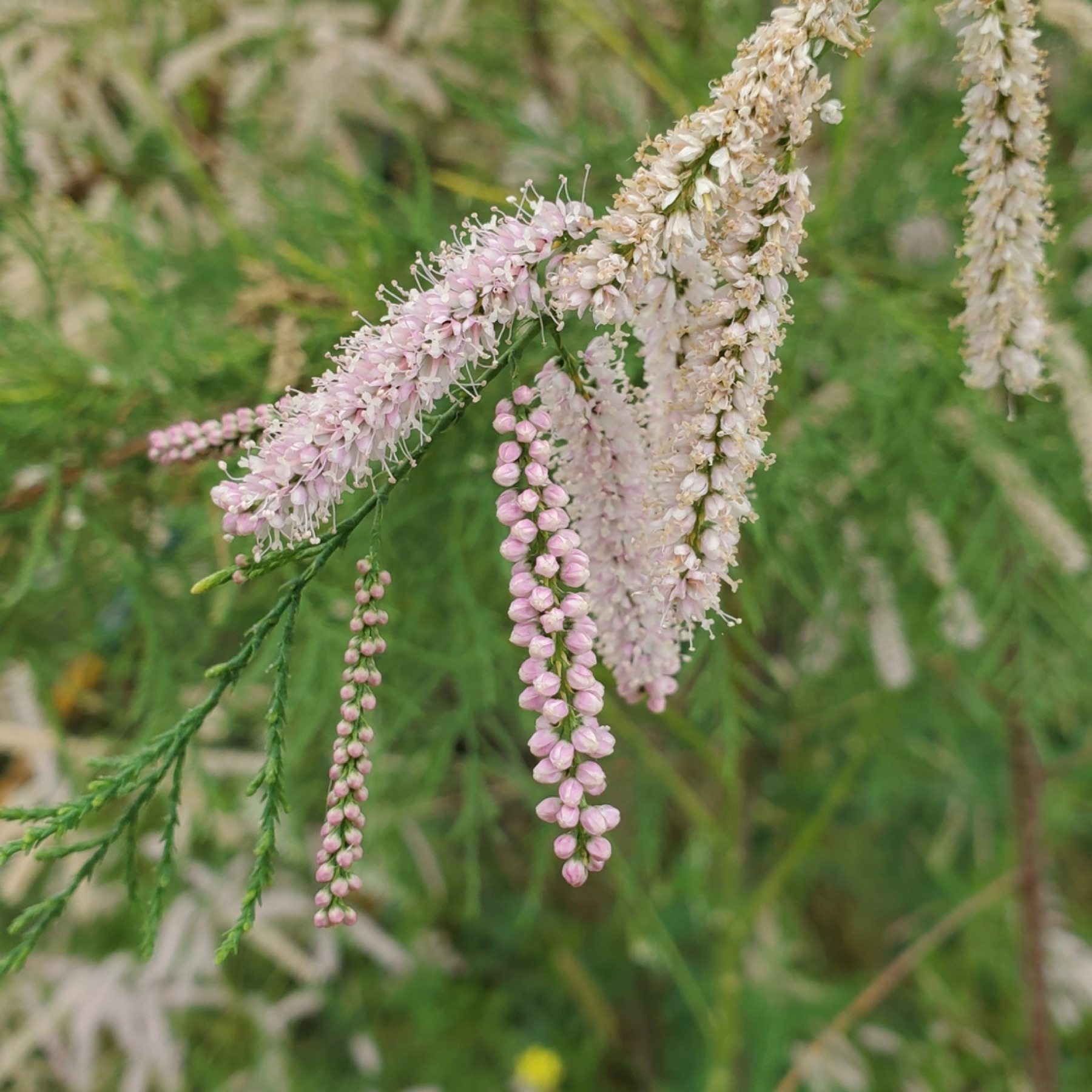 Saltcedar — photo 8
