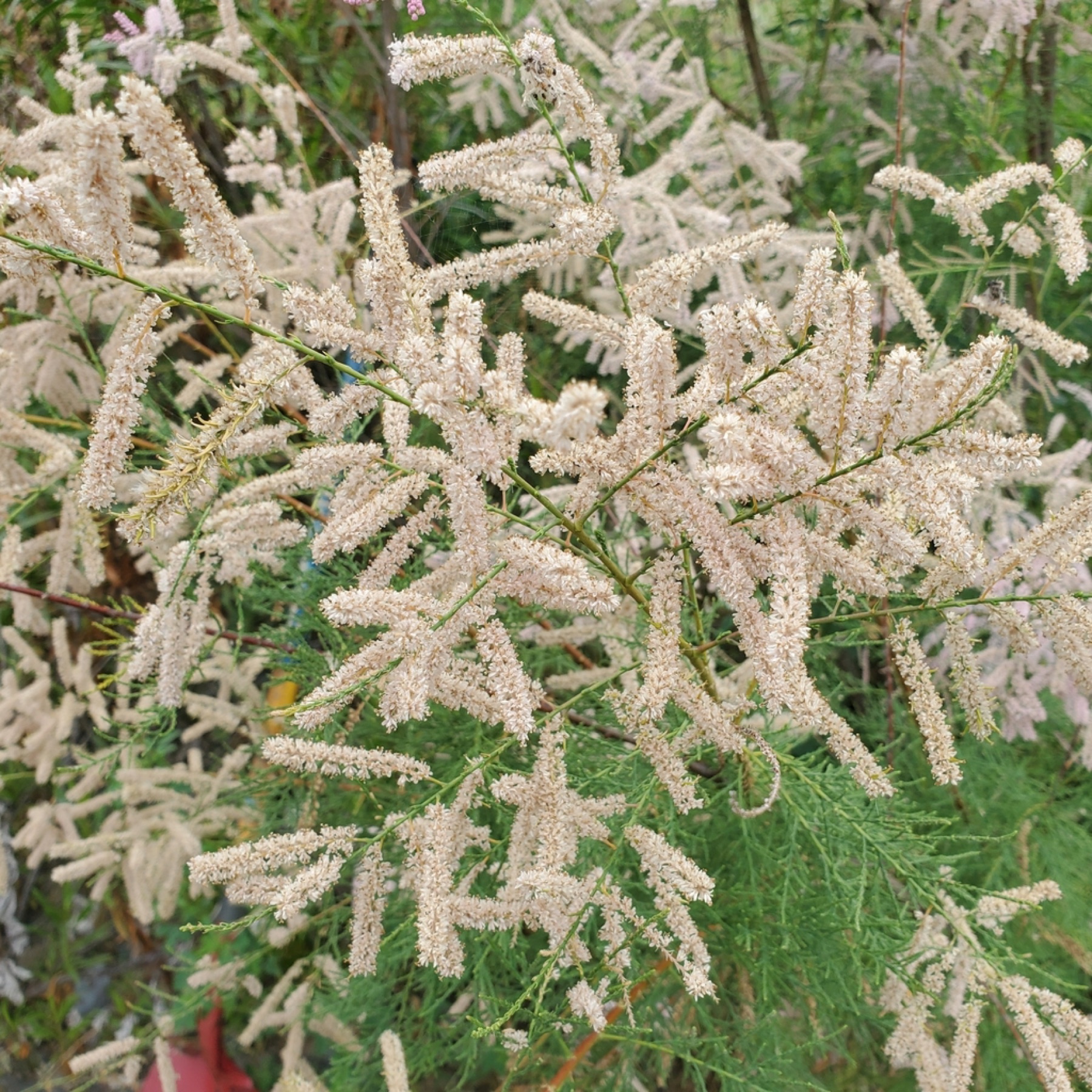 Saltcedar — photo 9