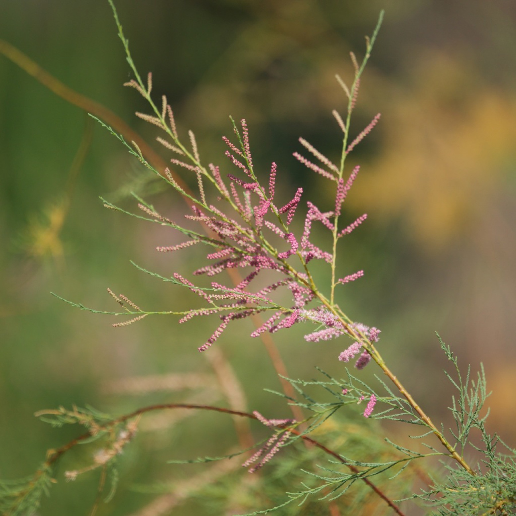 Saltcedar — photo 10