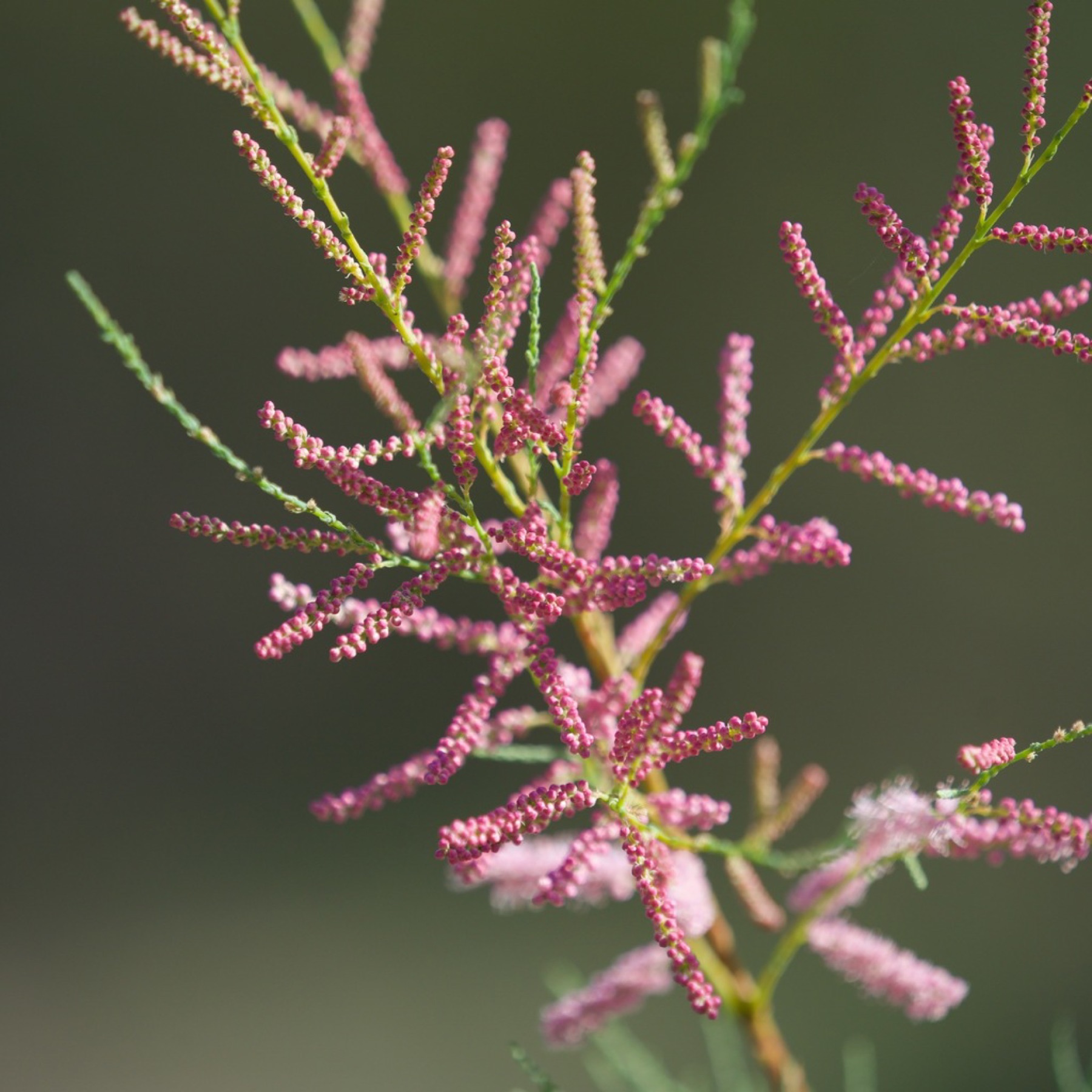 Saltcedar — photo 11