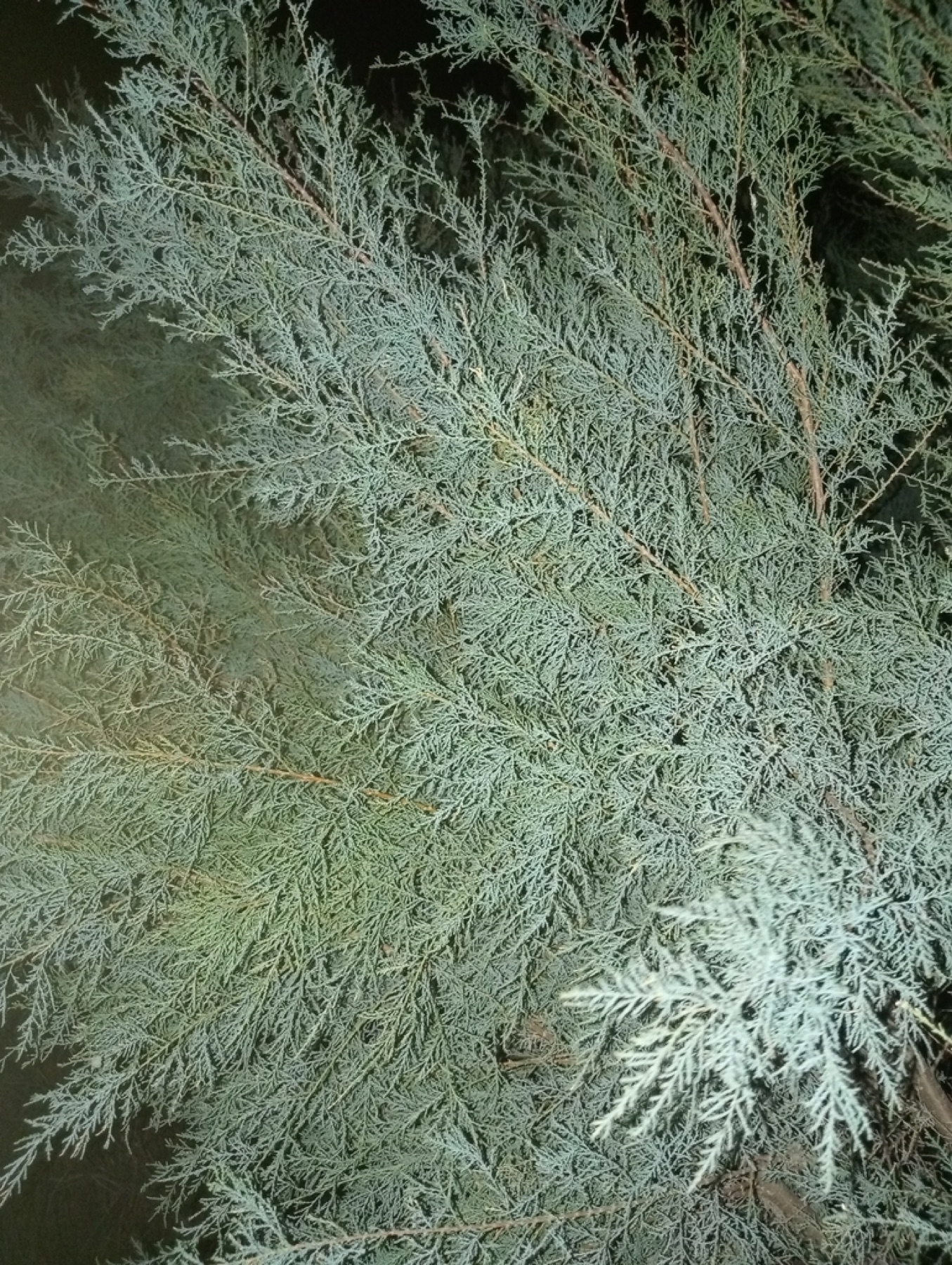 Saltcedar — photo 14
