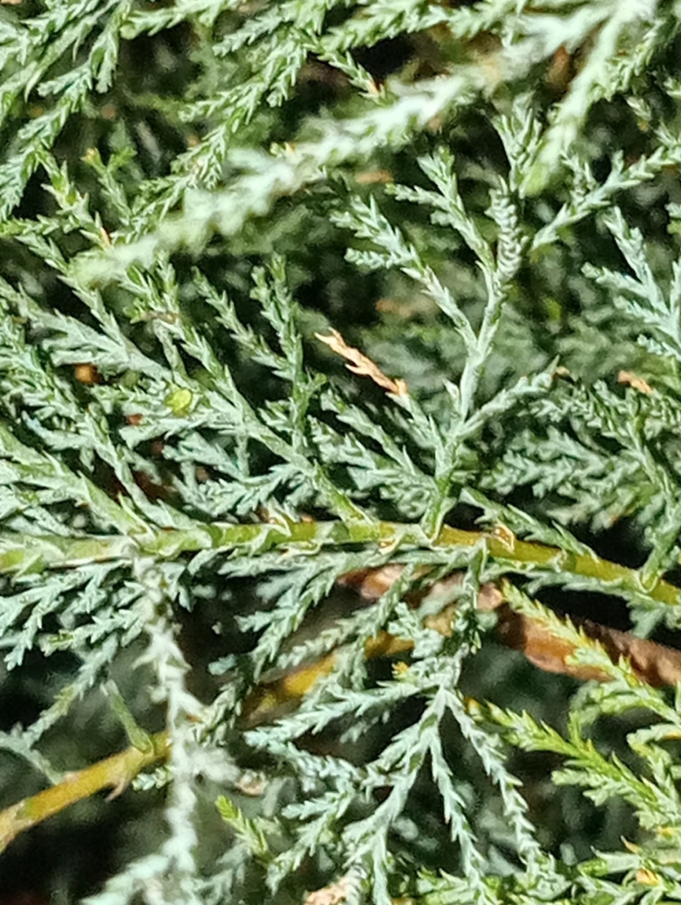 Saltcedar — photo 15