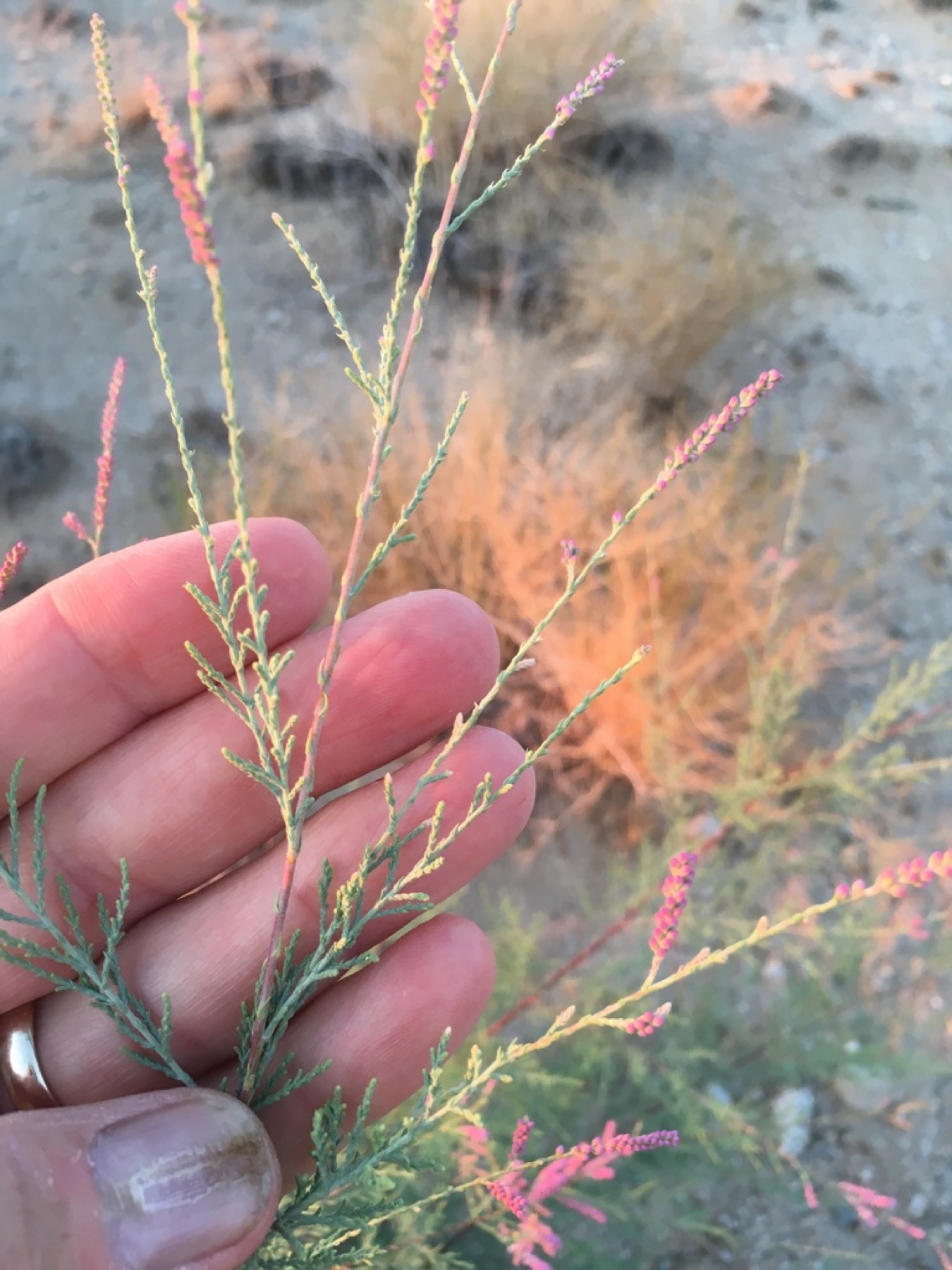 Saltcedar — photo 16