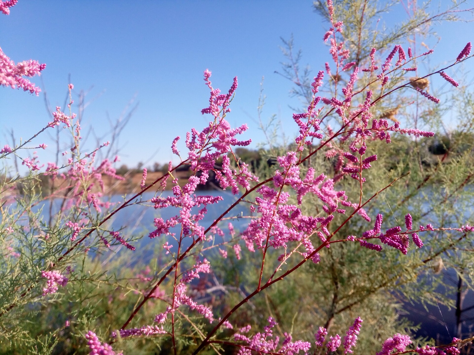 Saltcedar — photo 17