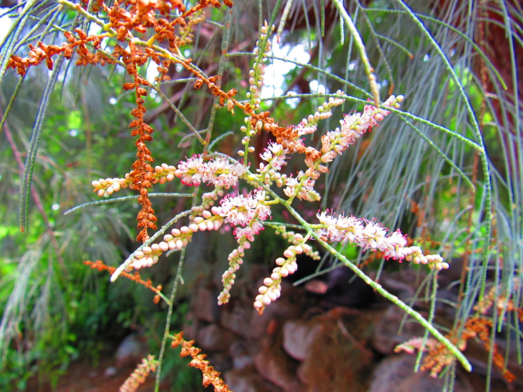 Saltcedar — photo 18