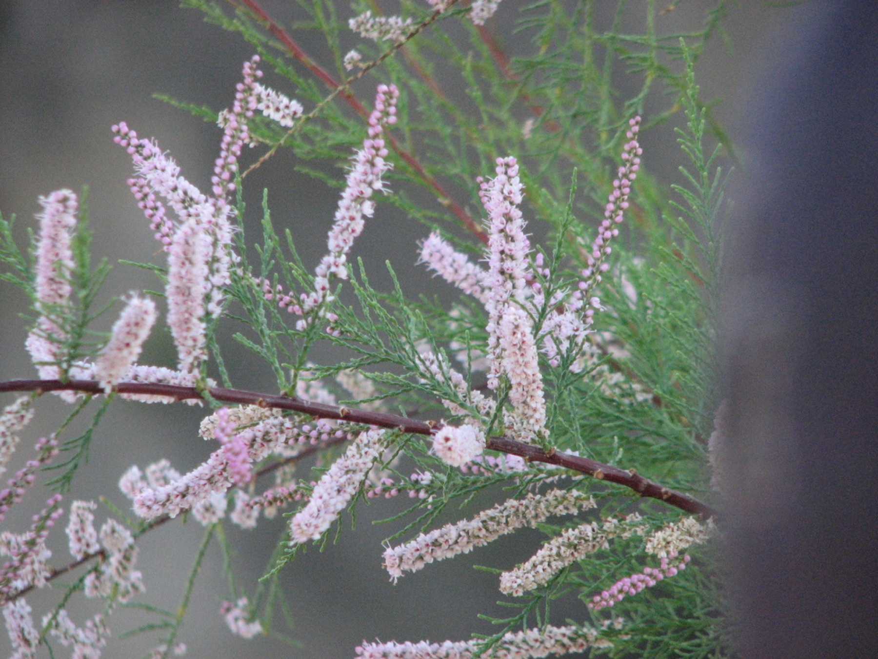 Saltcedar — photo 19