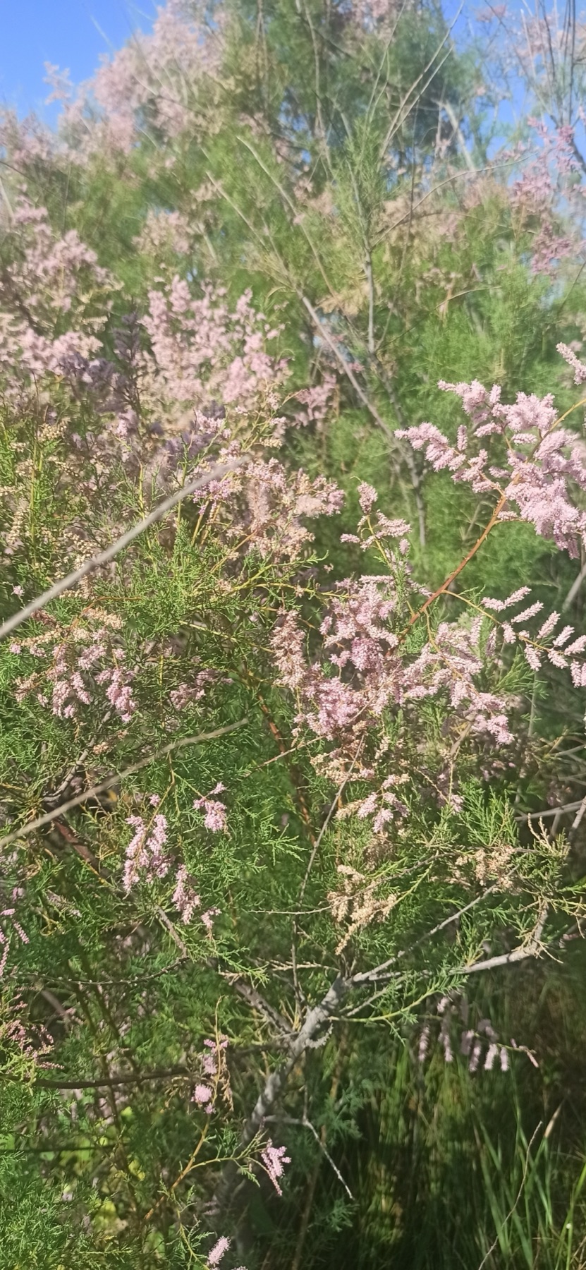 Saltcedar — photo 20