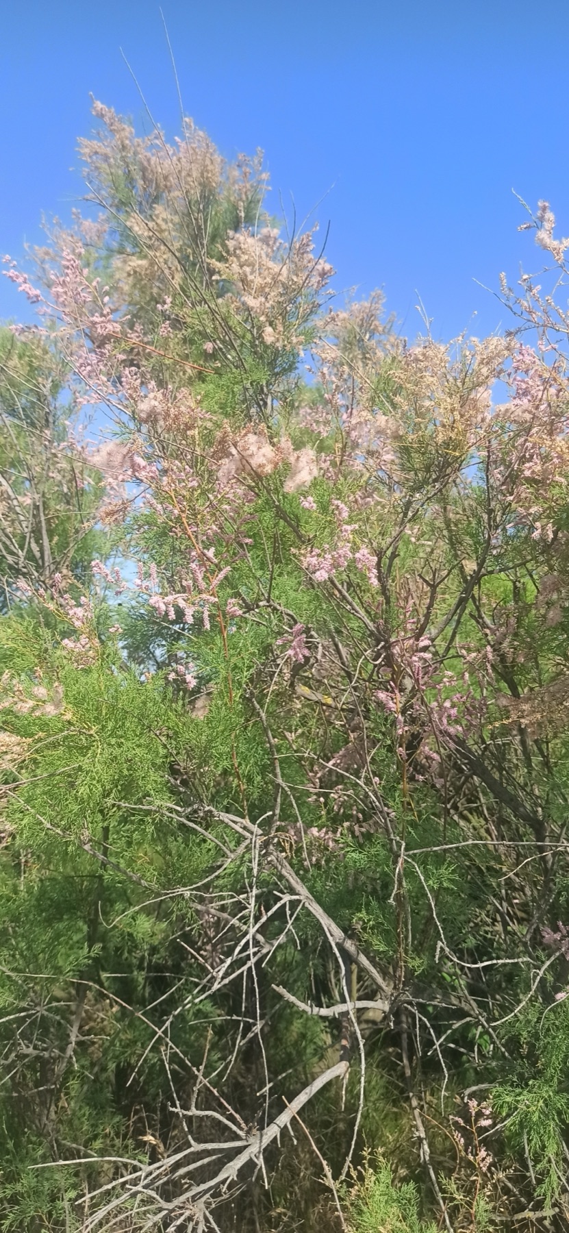 Saltcedar — photo 21