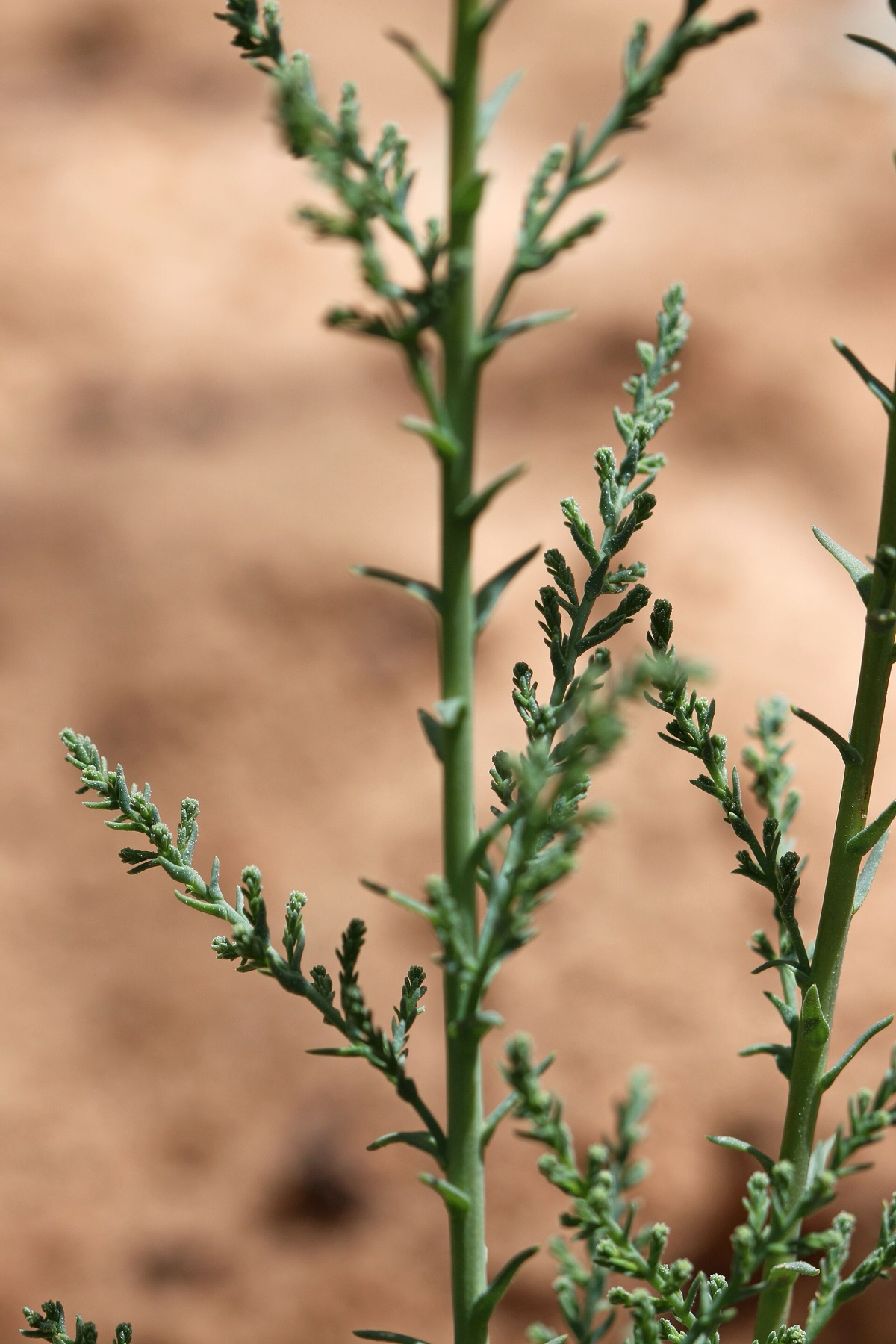 Saltcedar — photo 22