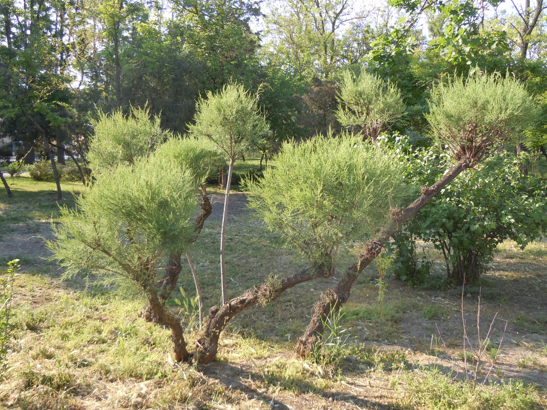 Saltcedar — photo 23