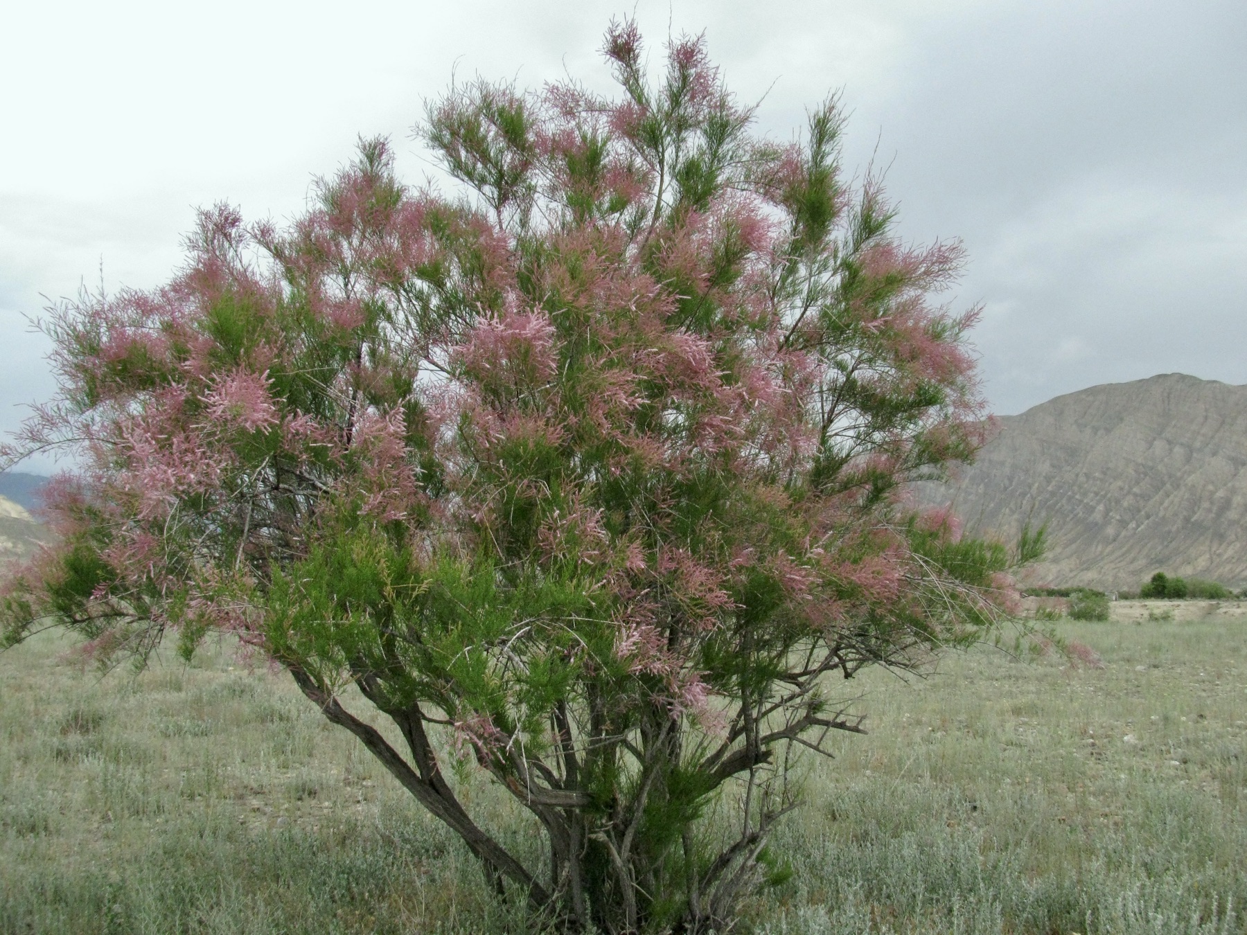 Saltcedar — photo 24