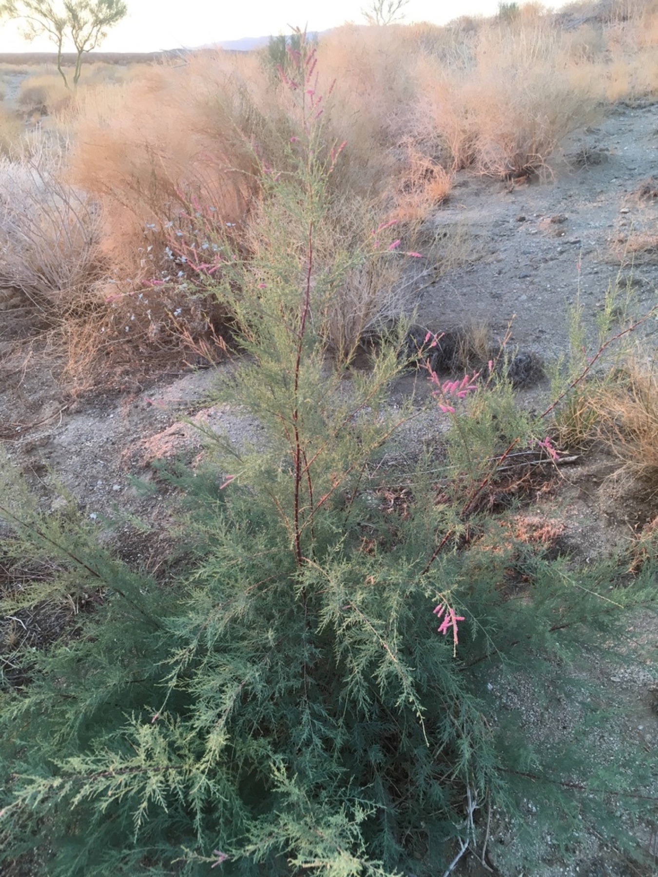 Saltcedar