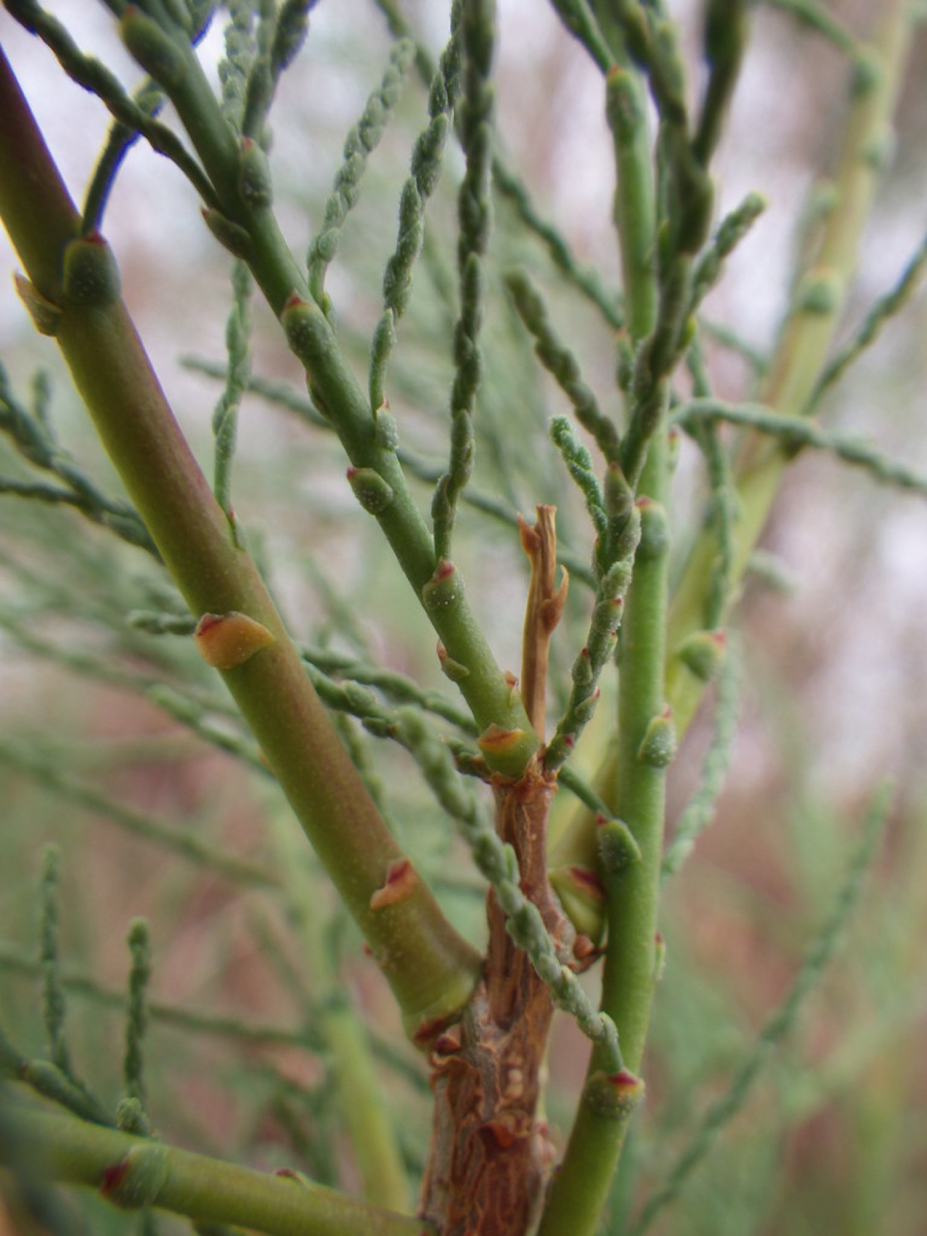 Saltcedar — photo 2