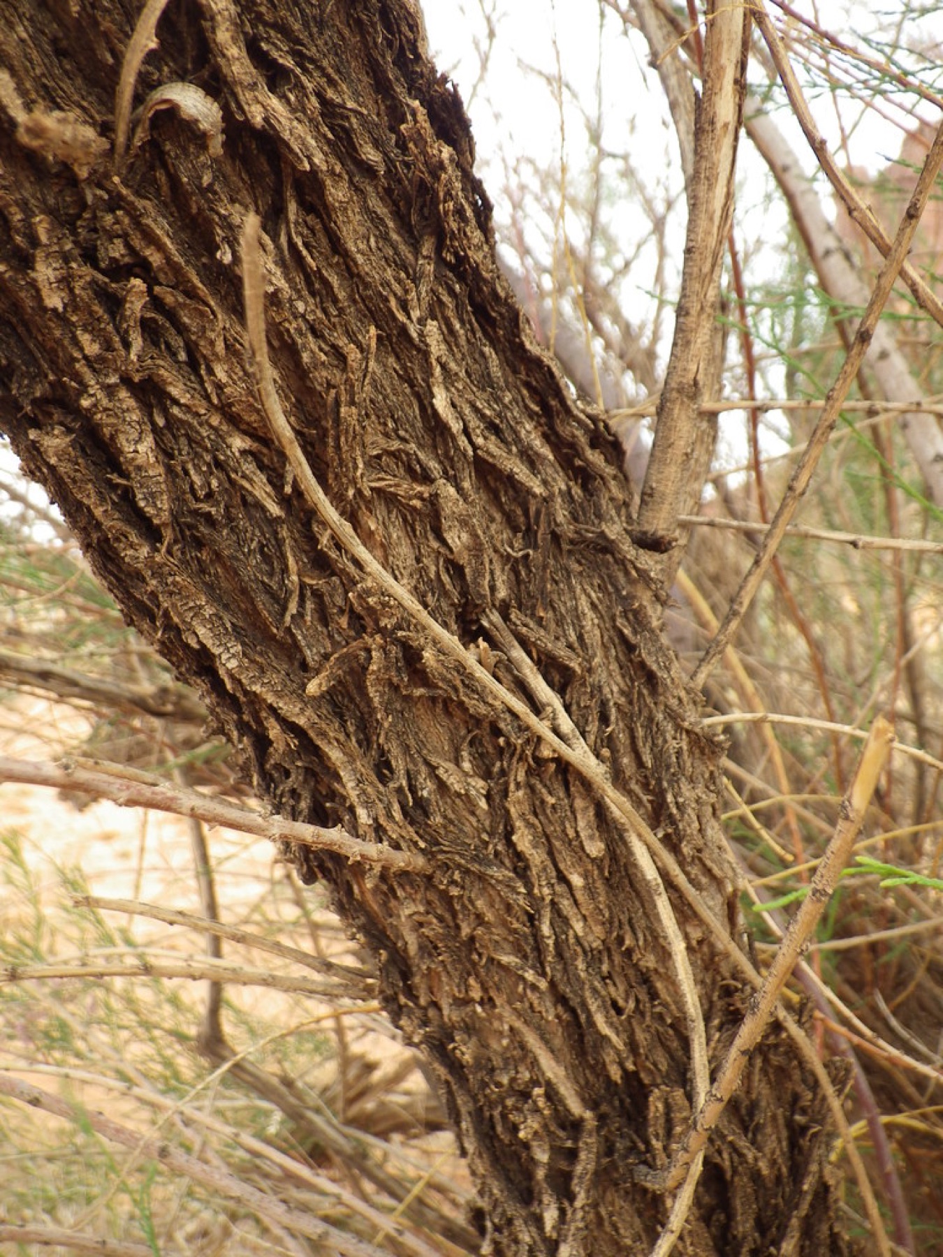 Saltcedar — photo 3