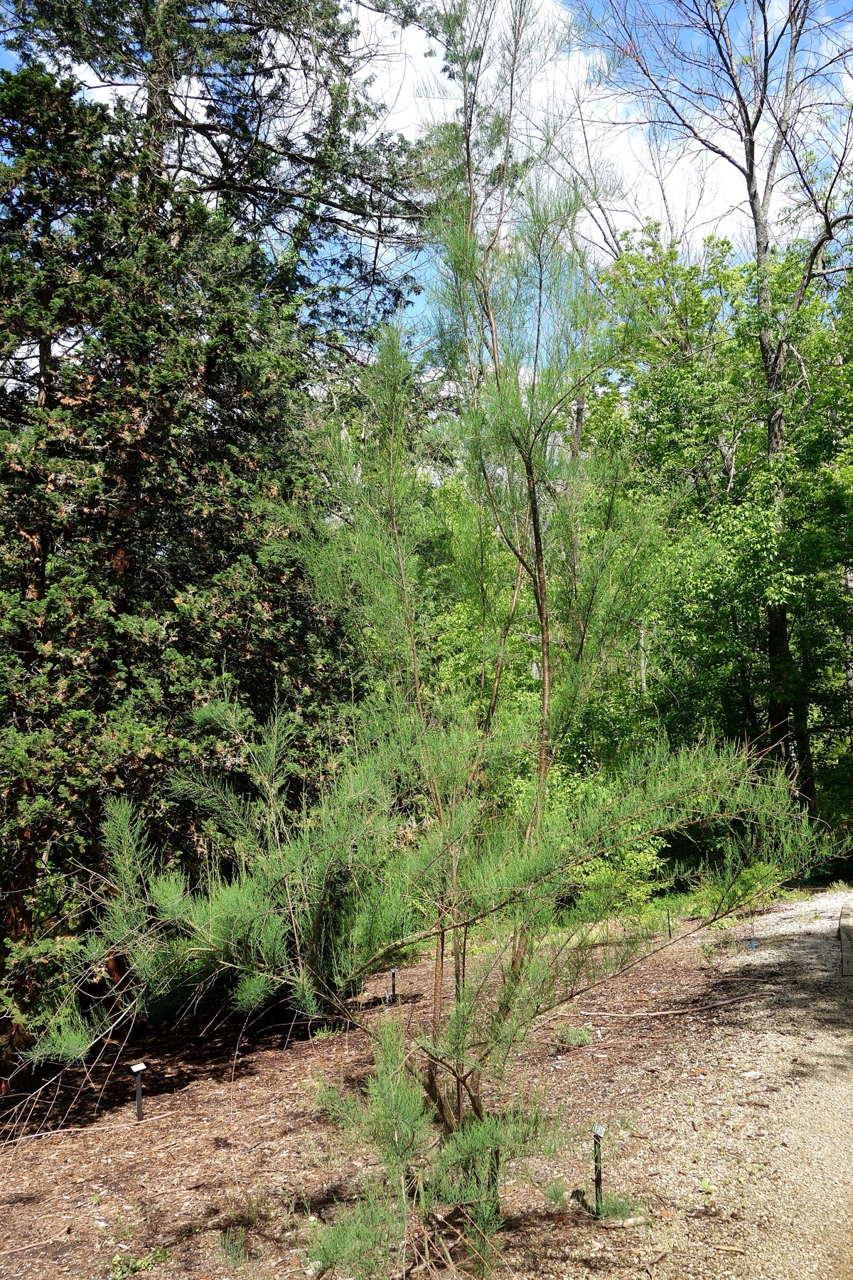 Saltcedar — photo 5