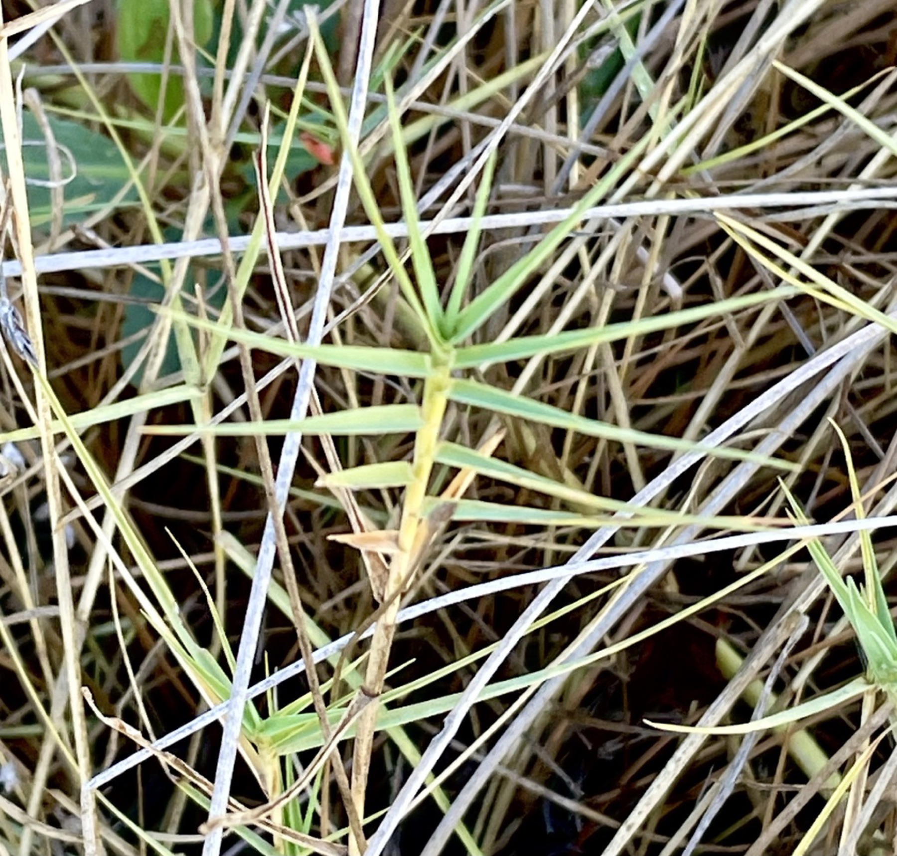 Saltgrass — photo 6