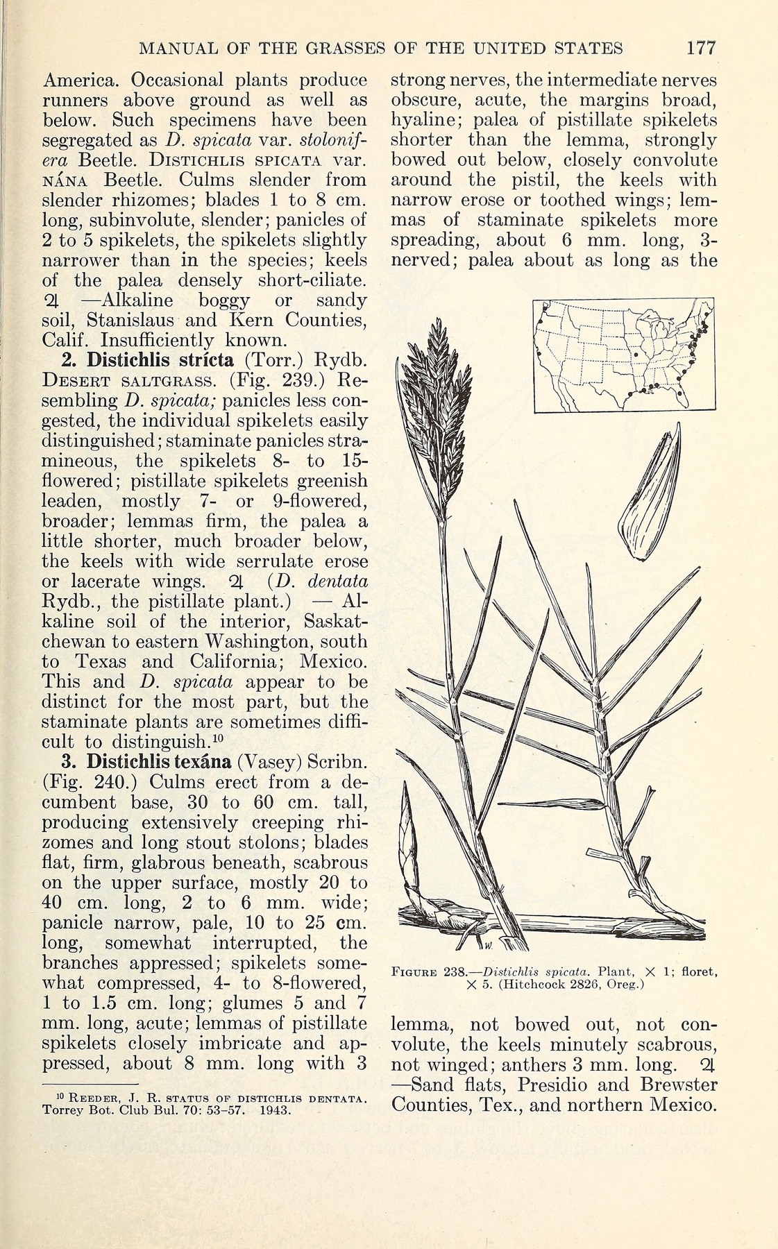 Saltgrass — photo 7