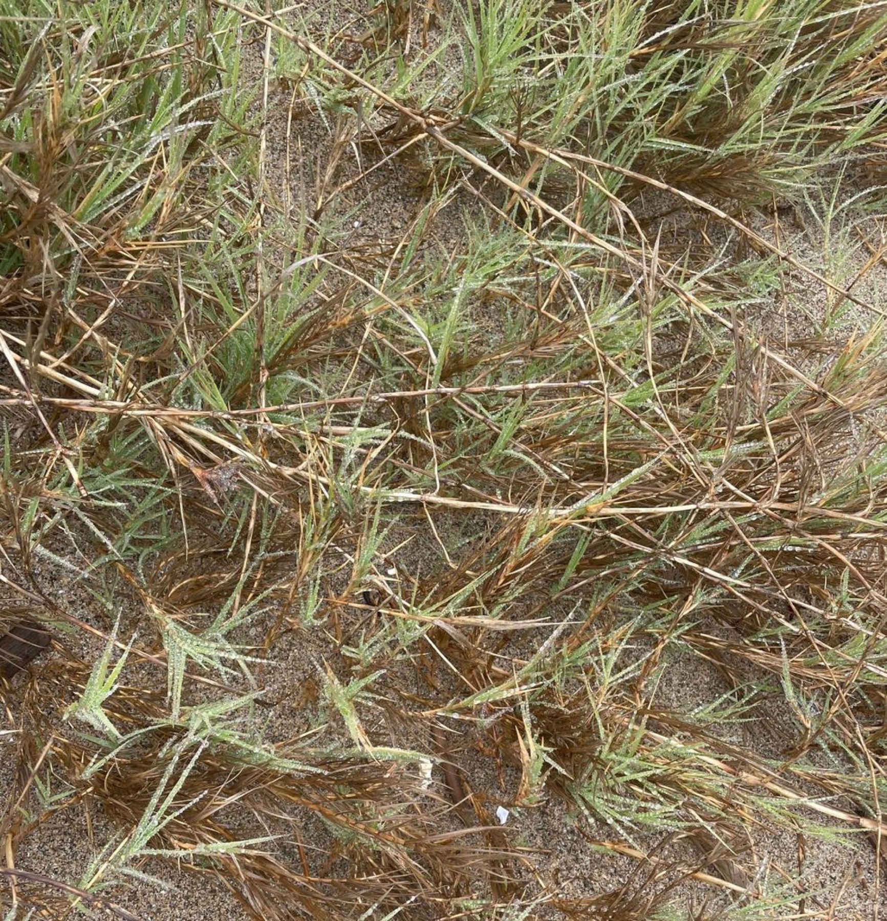 Saltgrass — photo 9