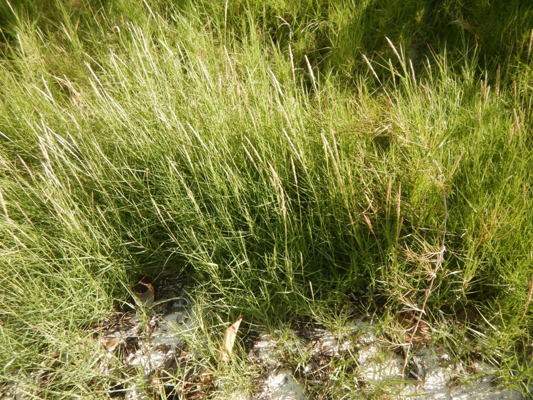 Saltgrass — photo 10