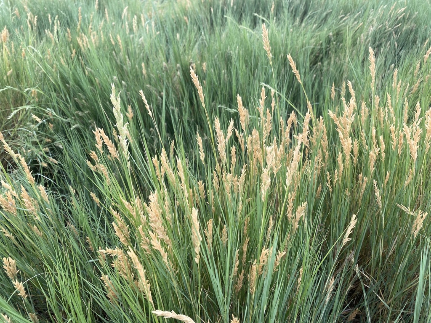 Saltgrass — photo 11