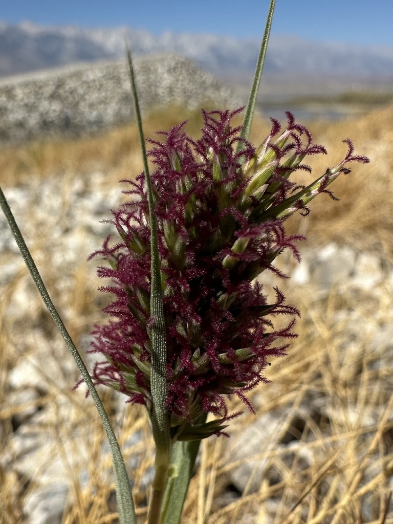 Saltgrass — photo 12
