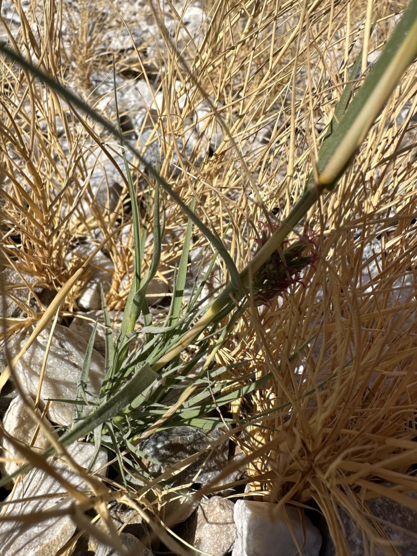 Saltgrass — photo 13
