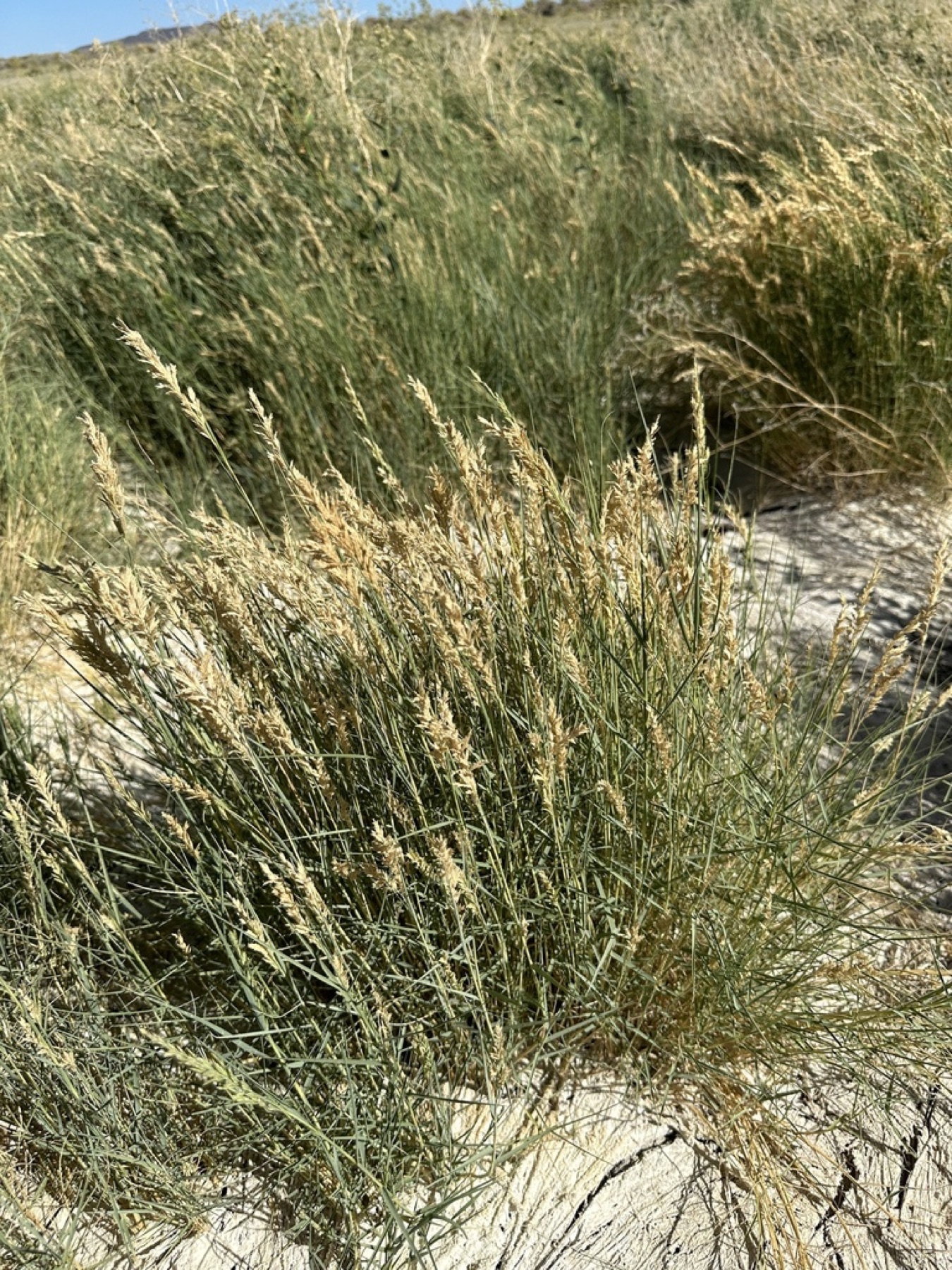 Saltgrass — photo 14