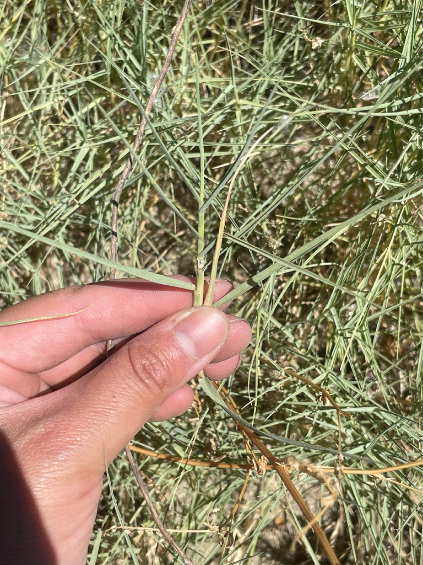 Saltgrass — photo 15