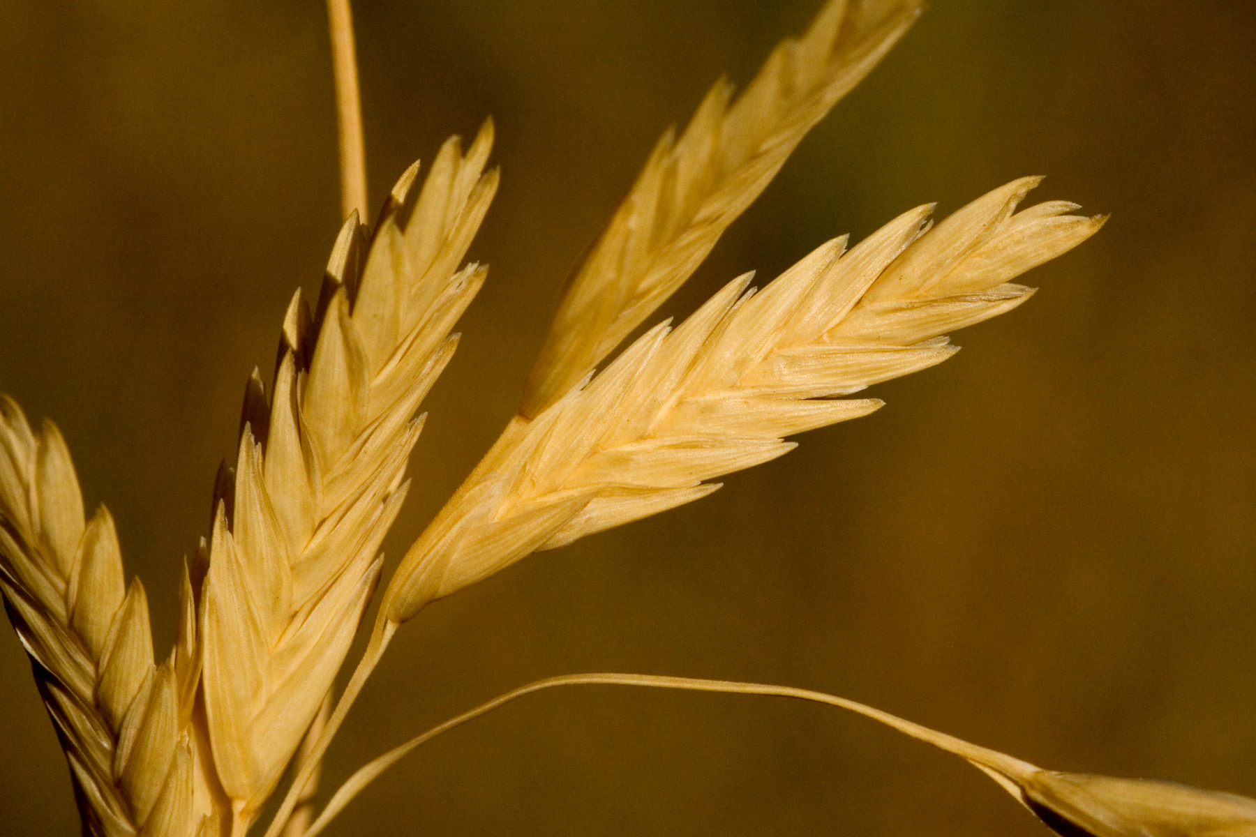 Saltgrass — photo 16
