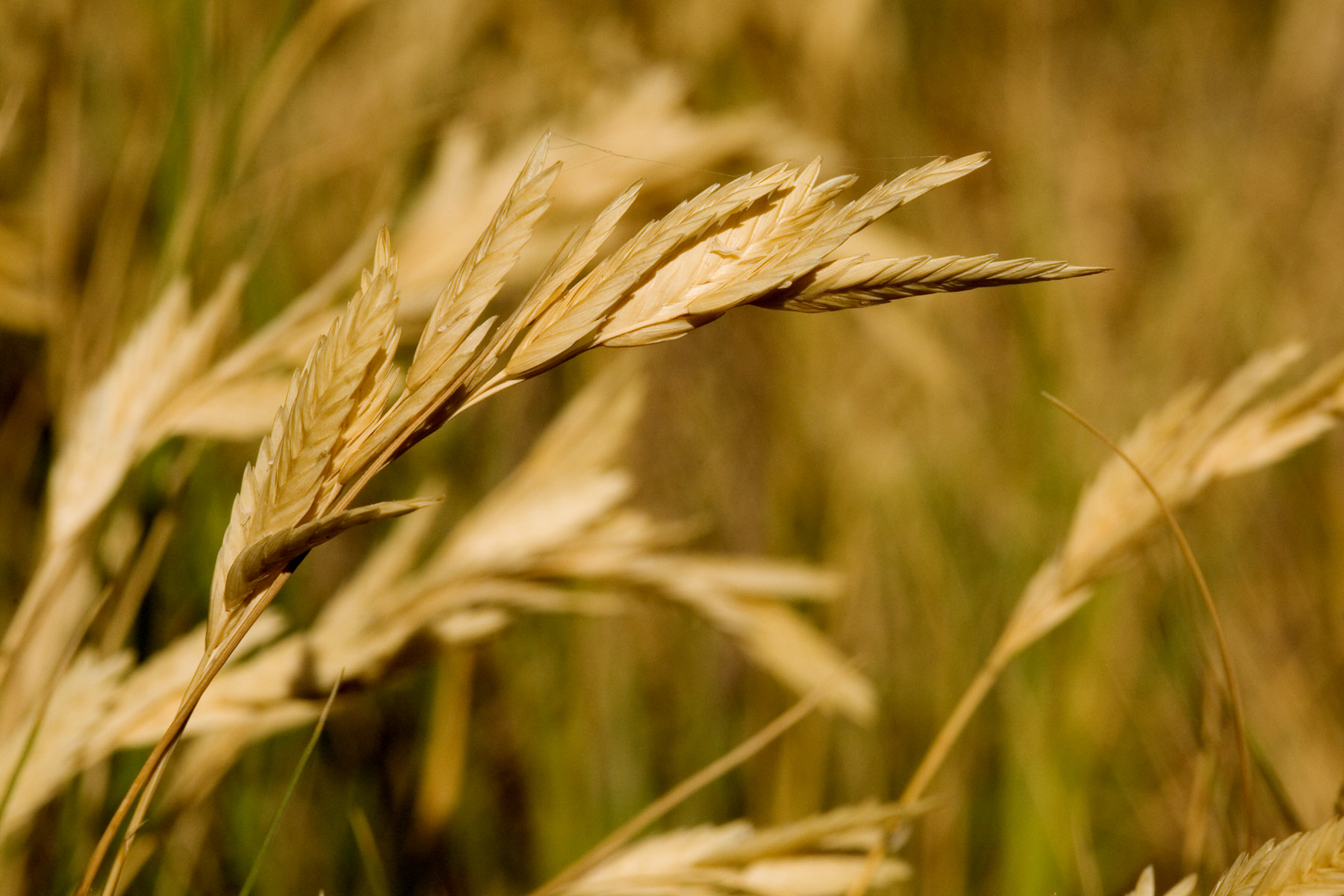 Saltgrass — photo 17