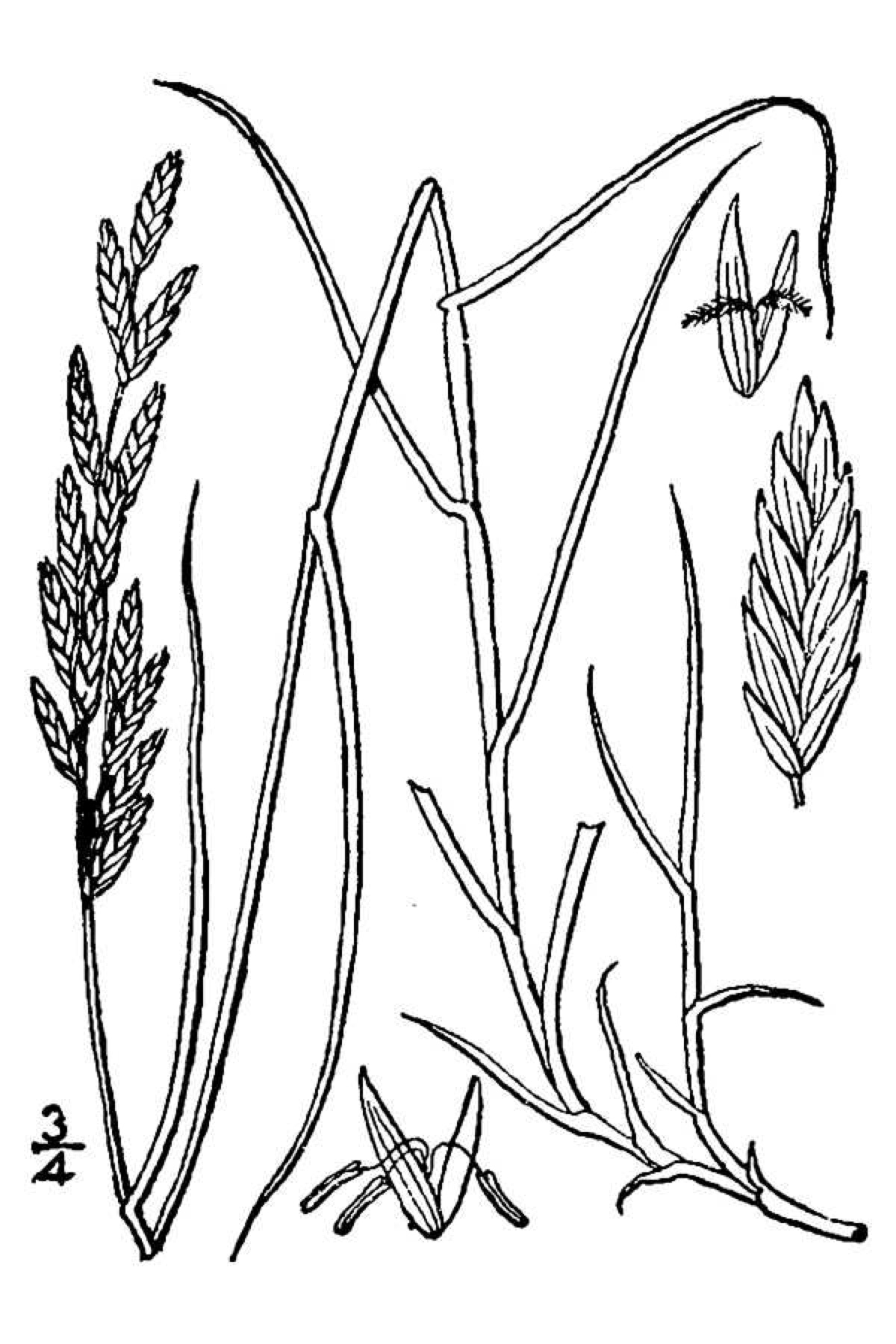 Saltgrass — photo 18