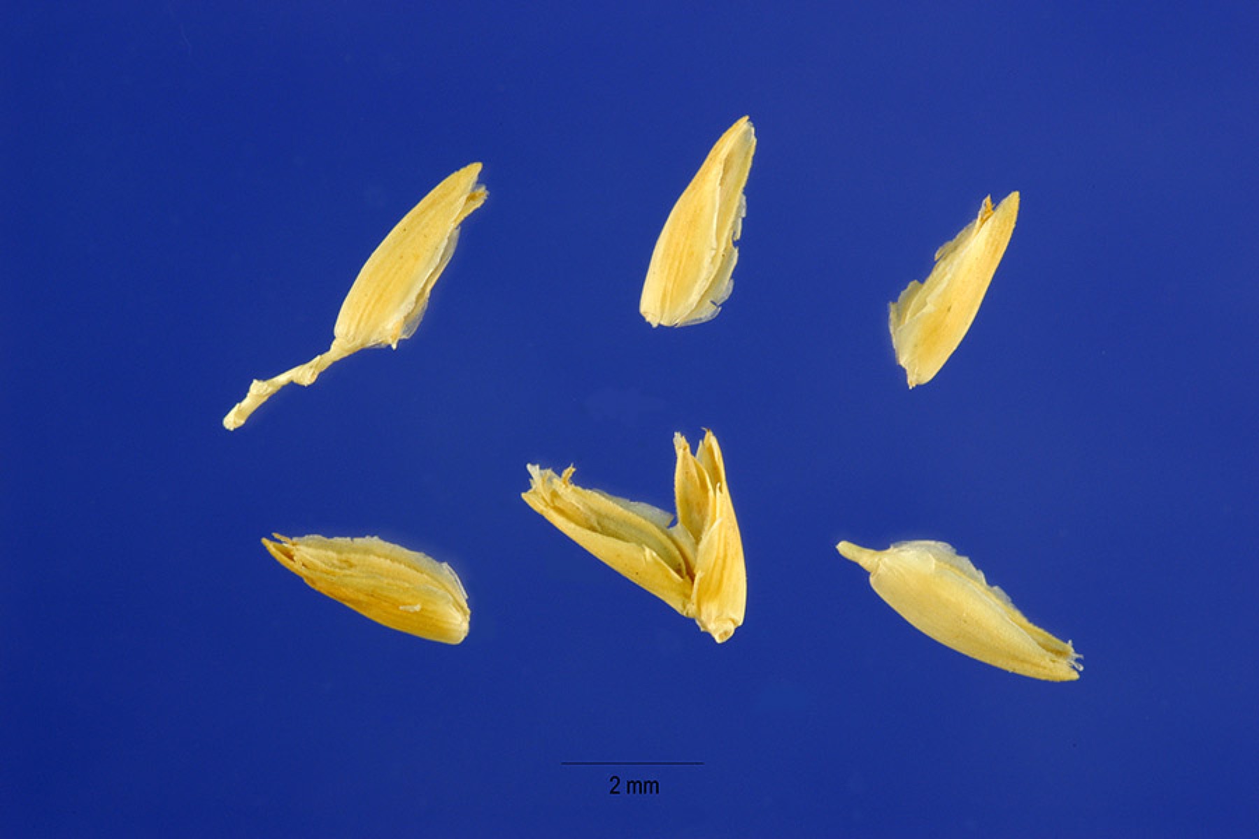 Saltgrass — photo 19